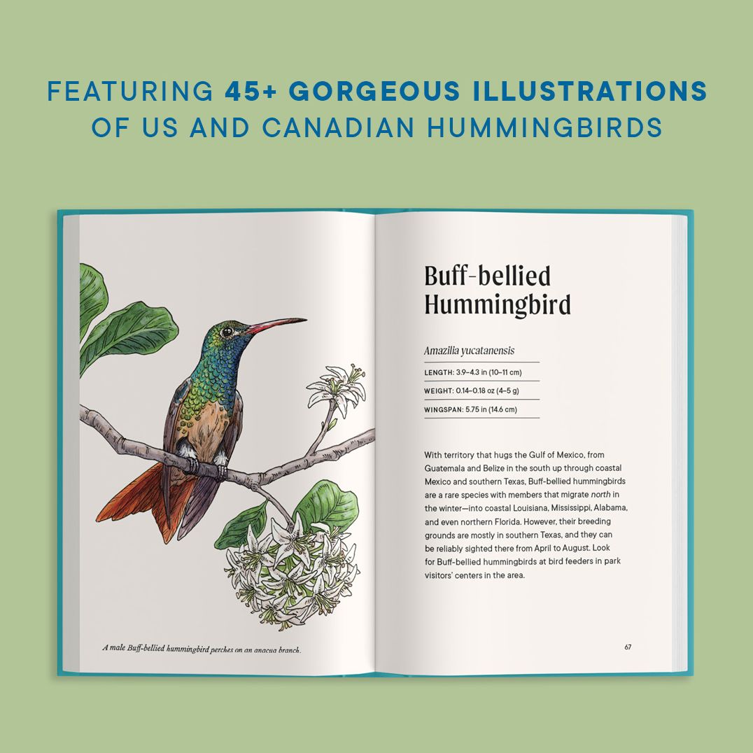 A Little Book of Hummingbirds: A Bird Identification Book