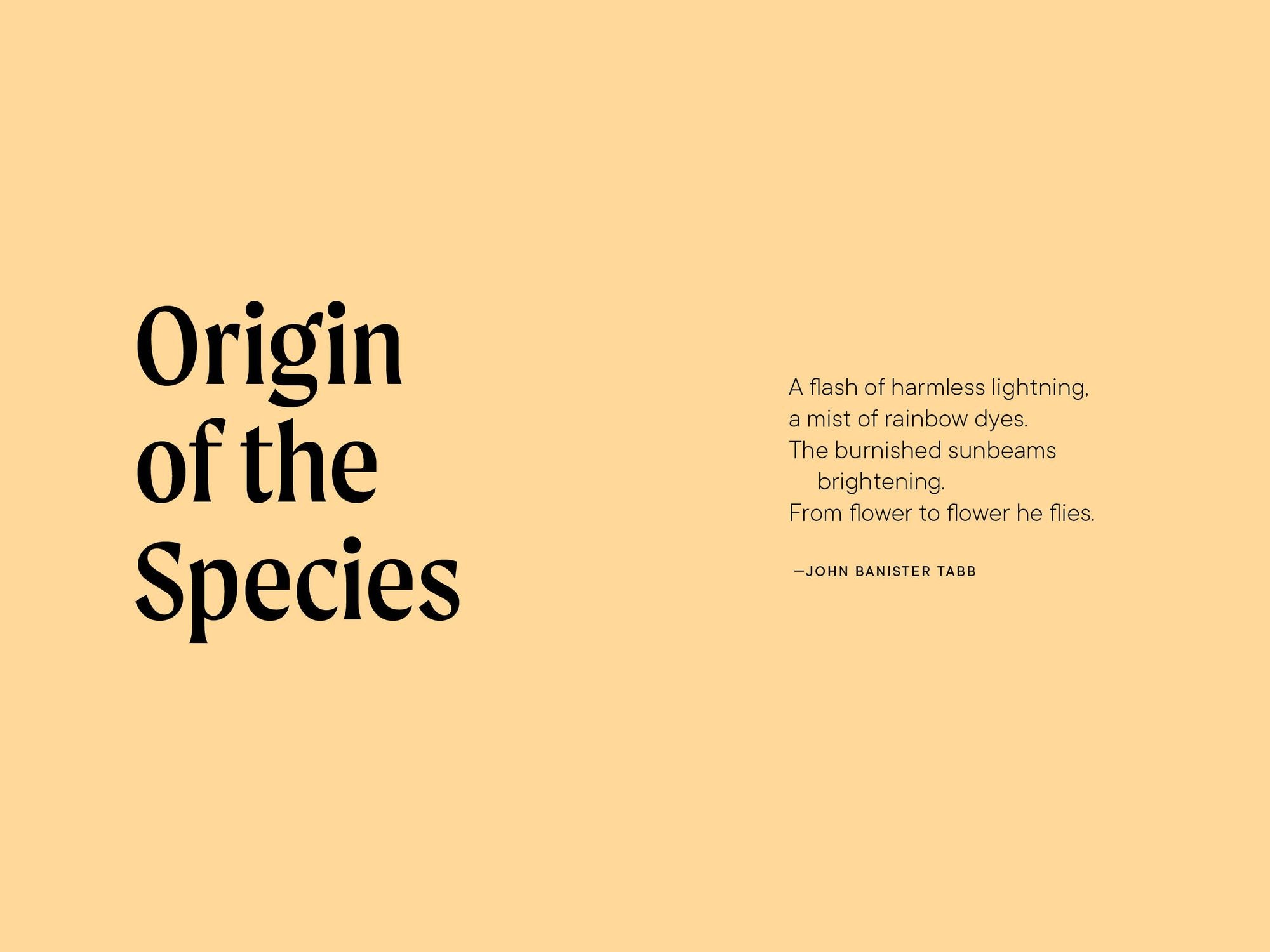 A Little Book of Hummingbirds: A Bird Identification Book