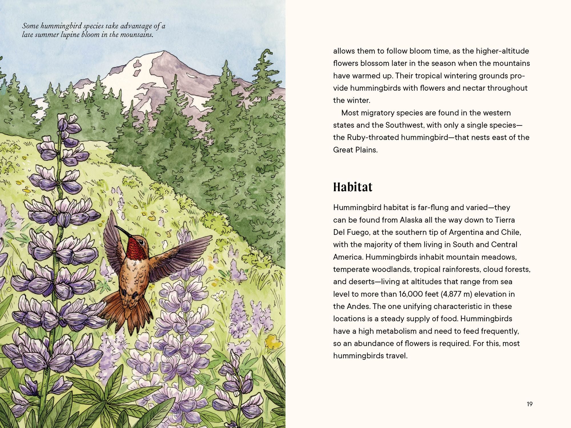 A Little Book of Hummingbirds: A Bird Identification Book