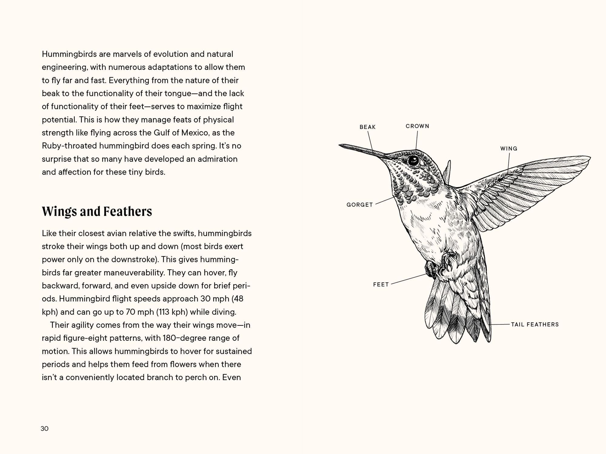 A Little Book of Hummingbirds: A Bird Identification Book