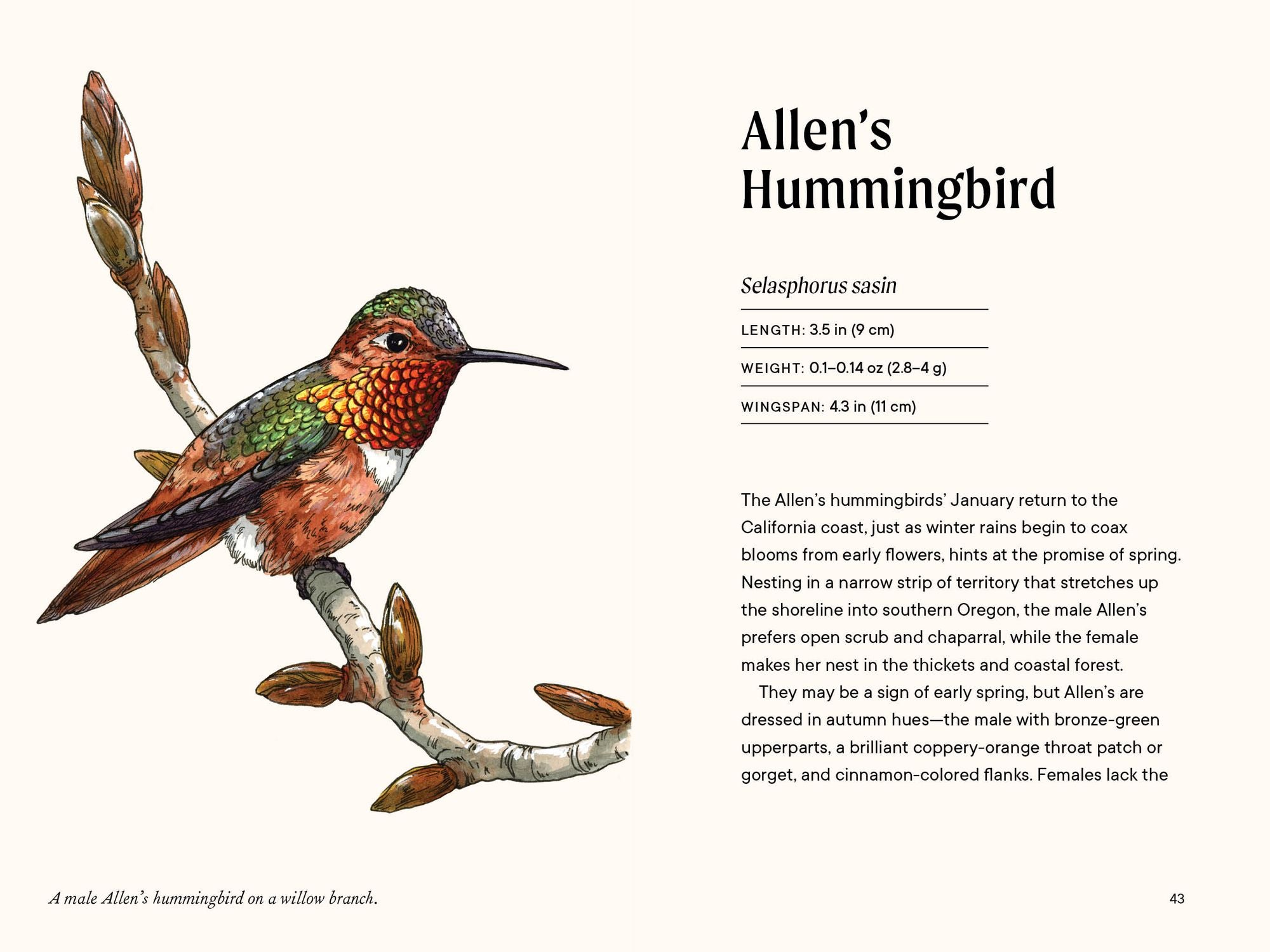 A Little Book of Hummingbirds: A Bird Identification Book