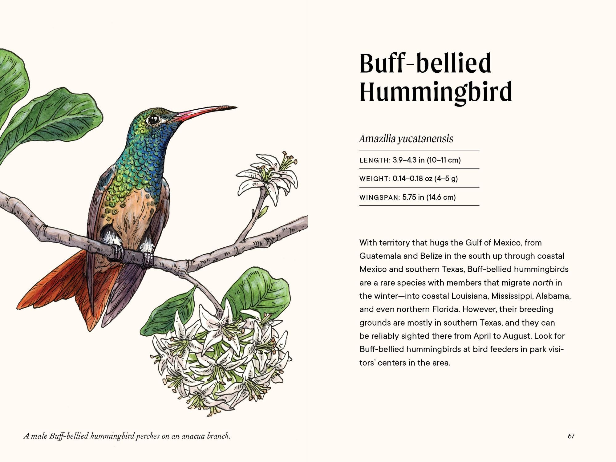 A Little Book of Hummingbirds: A Bird Identification Book