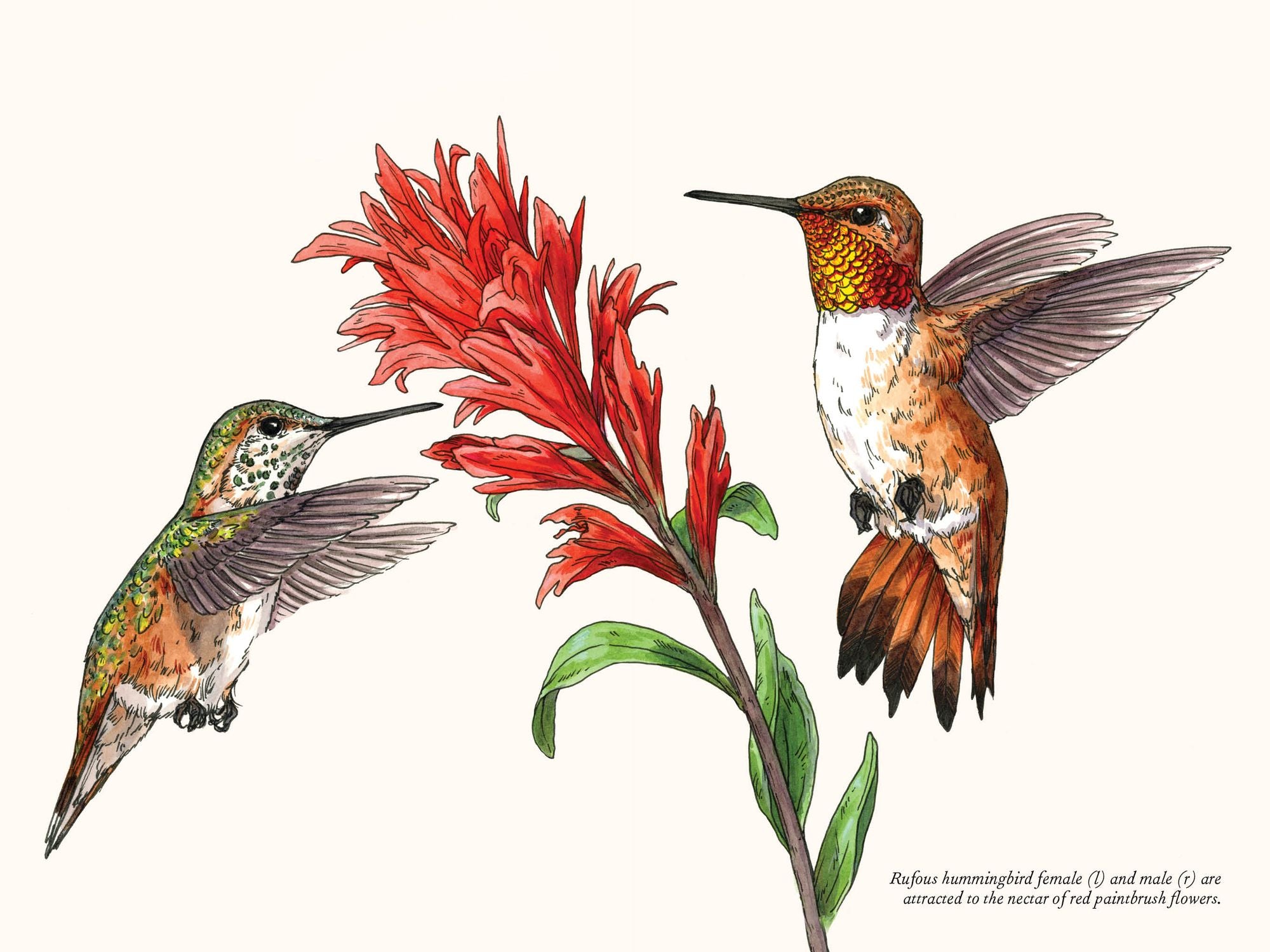 A Little Book of Hummingbirds: A Bird Identification Book