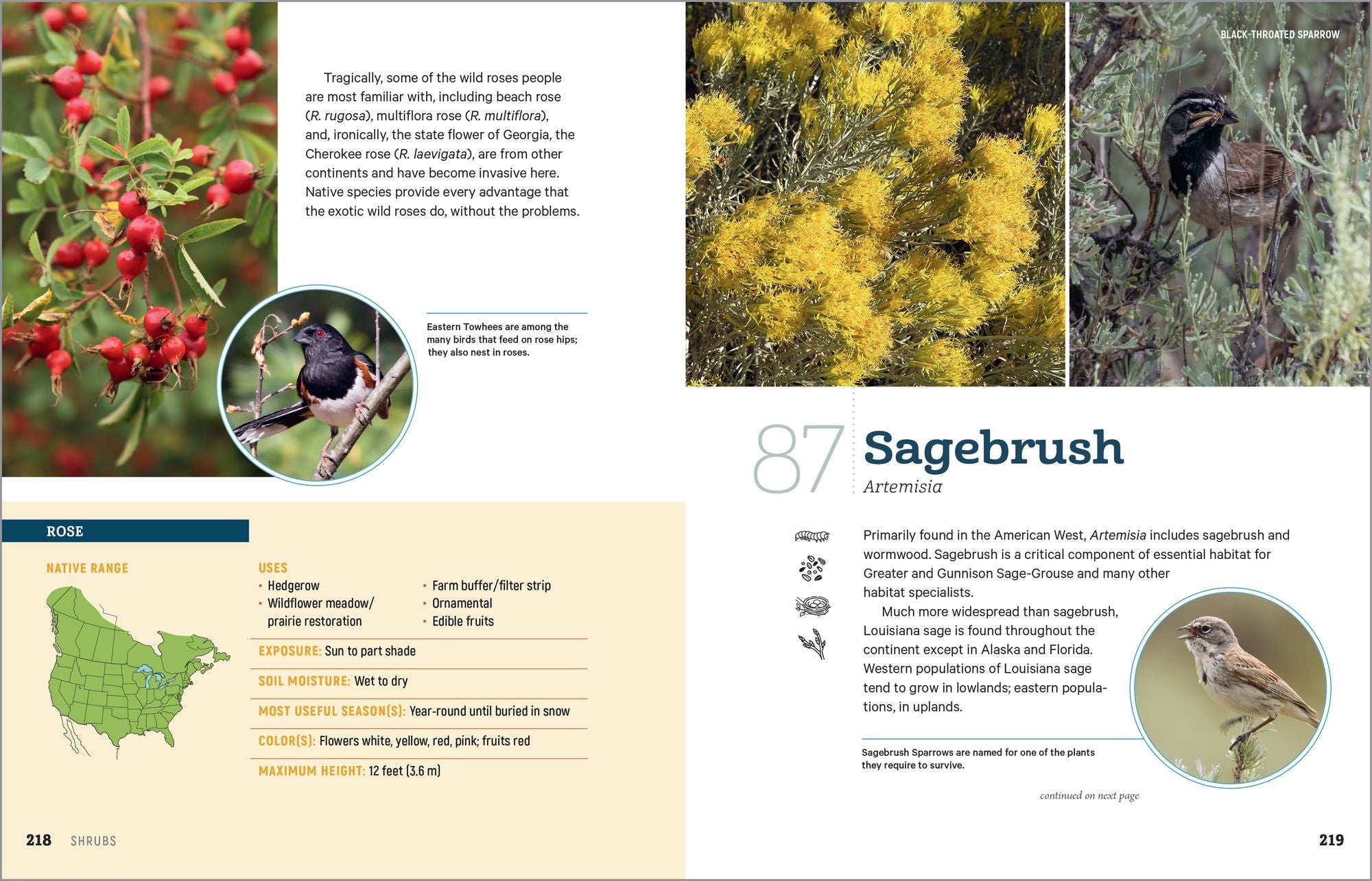 100 Plants to Feed the Birds: Turn Your Home Garden into a Healthy Bird Habitat