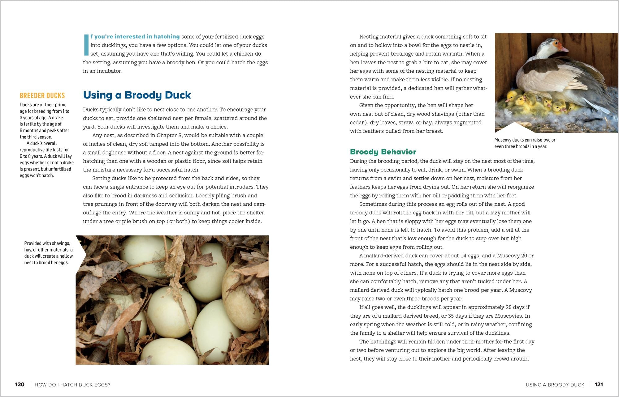 An Absolute Beginner's Guide to Raising Backyard Ducks: Breeds, Feeding, Housing and Care, Eggs and Meat