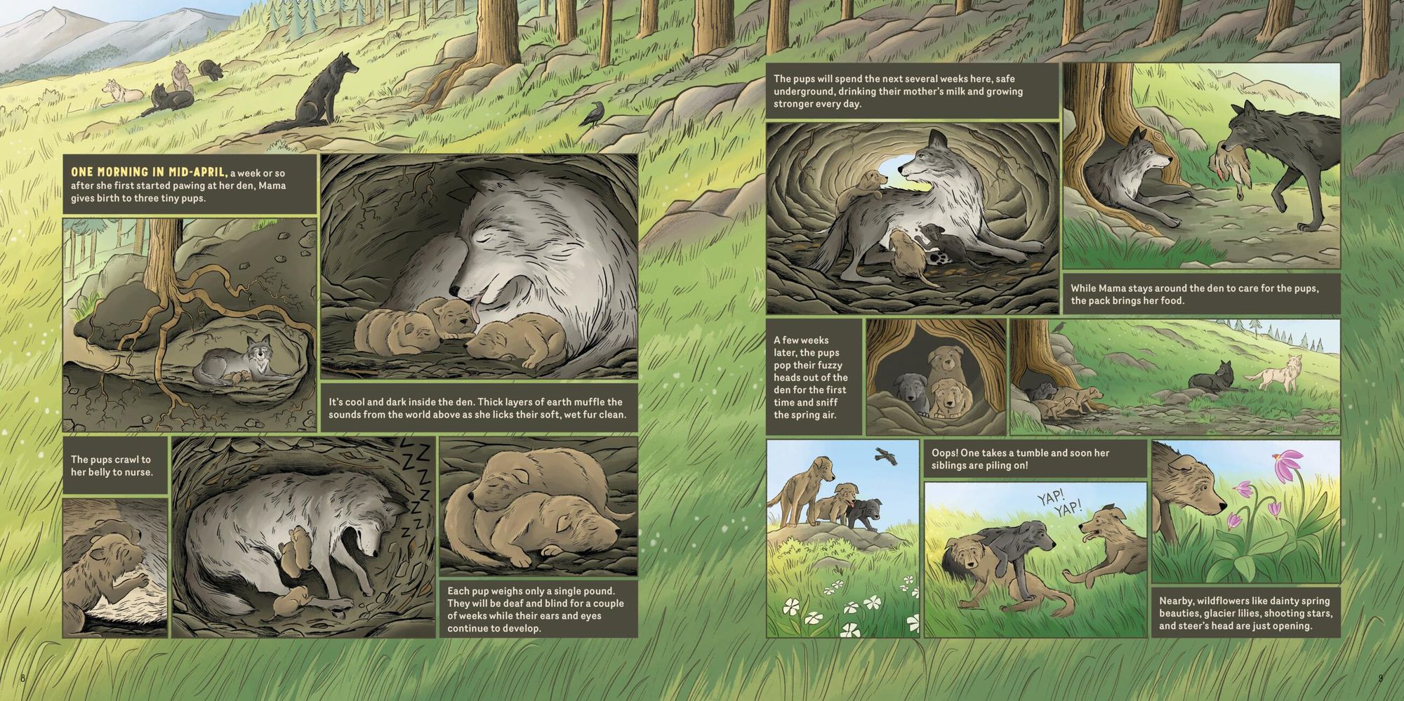What Goes on inside a Wolf Pack: Follow the Adventures of a Wolf Family in Yellowstone National Park
