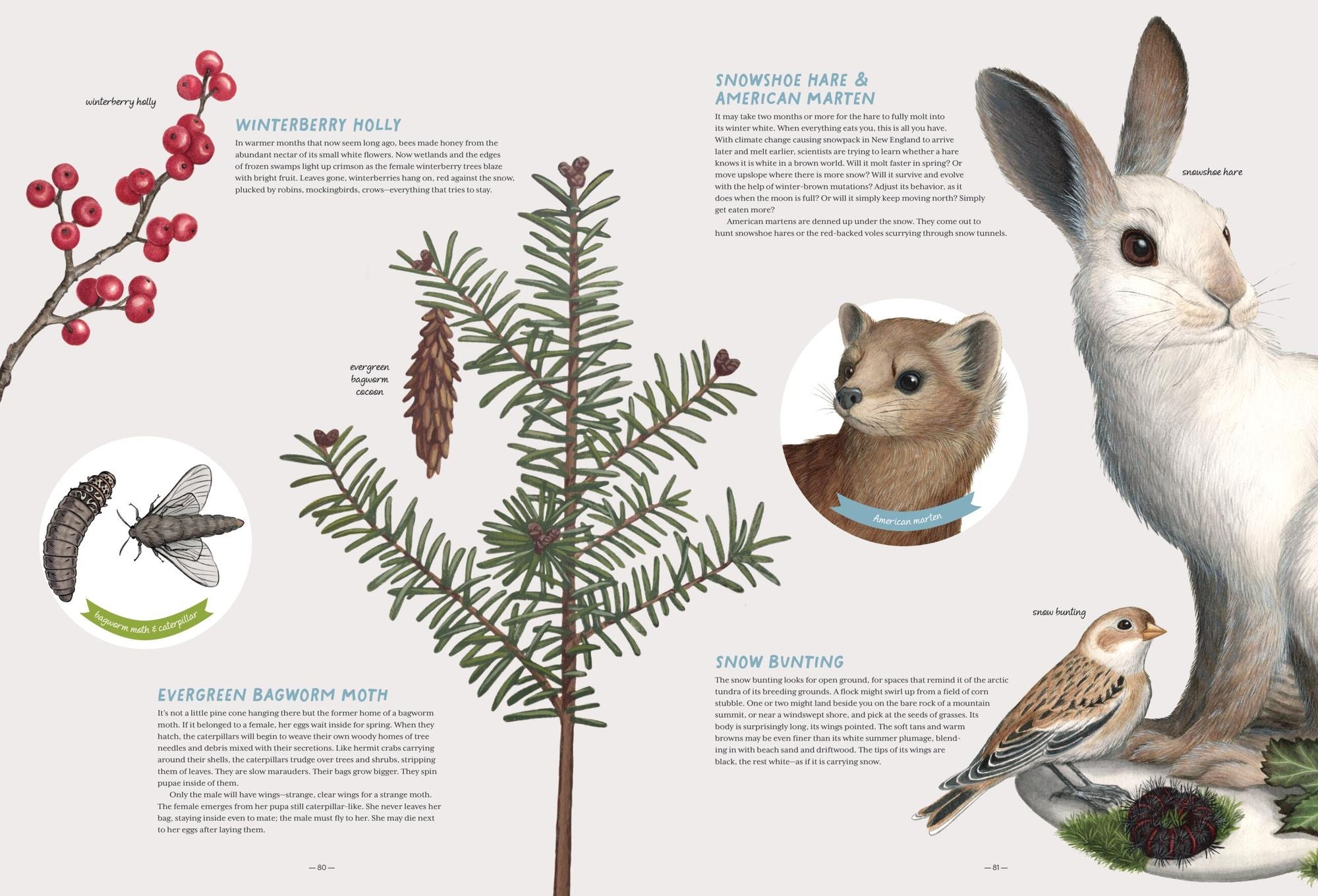 The Forest Revealed: An Illustrated Year