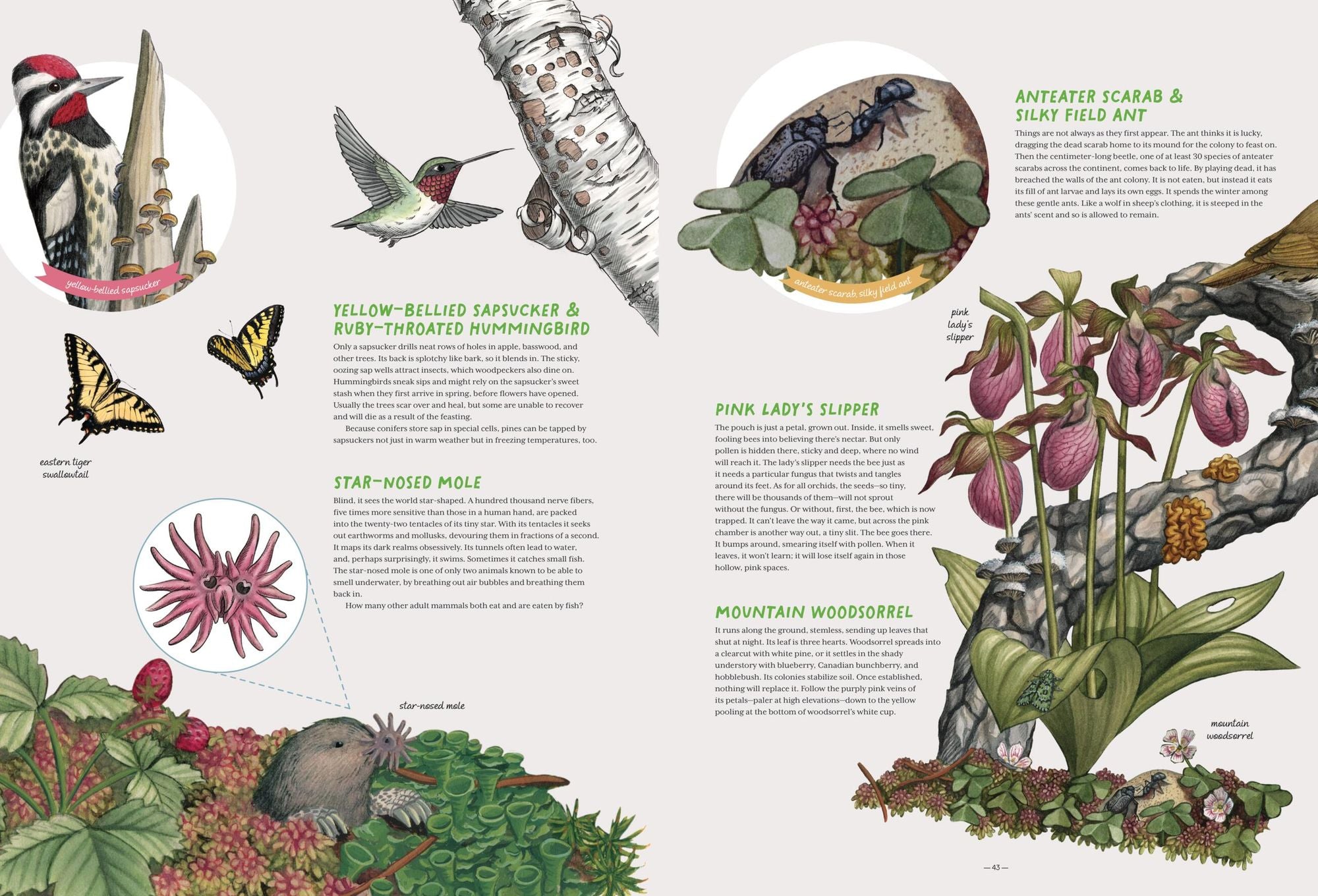 The Forest Revealed: An Illustrated Year