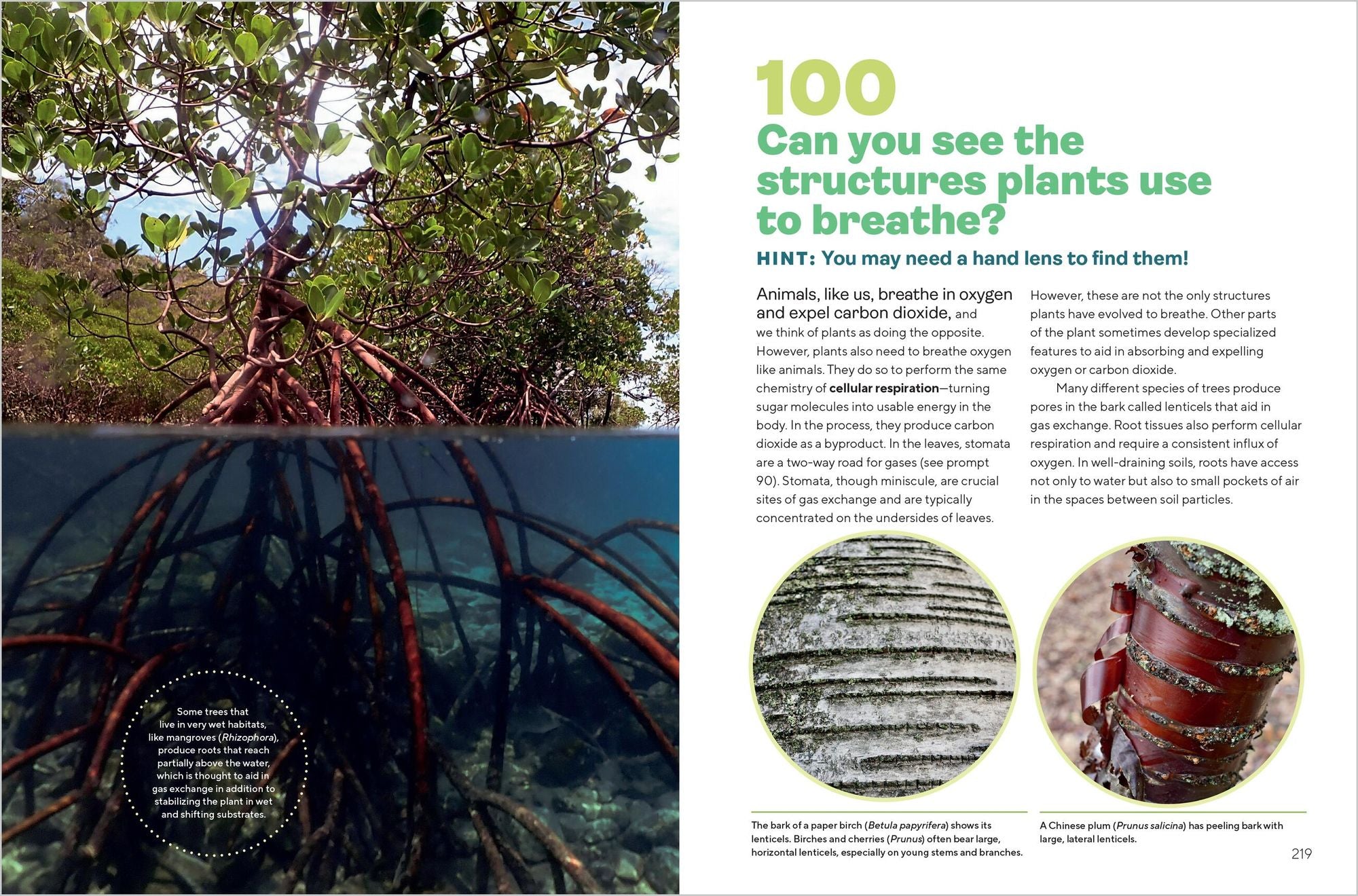 Let's Botanize: 101 Ways to Connect with Plants