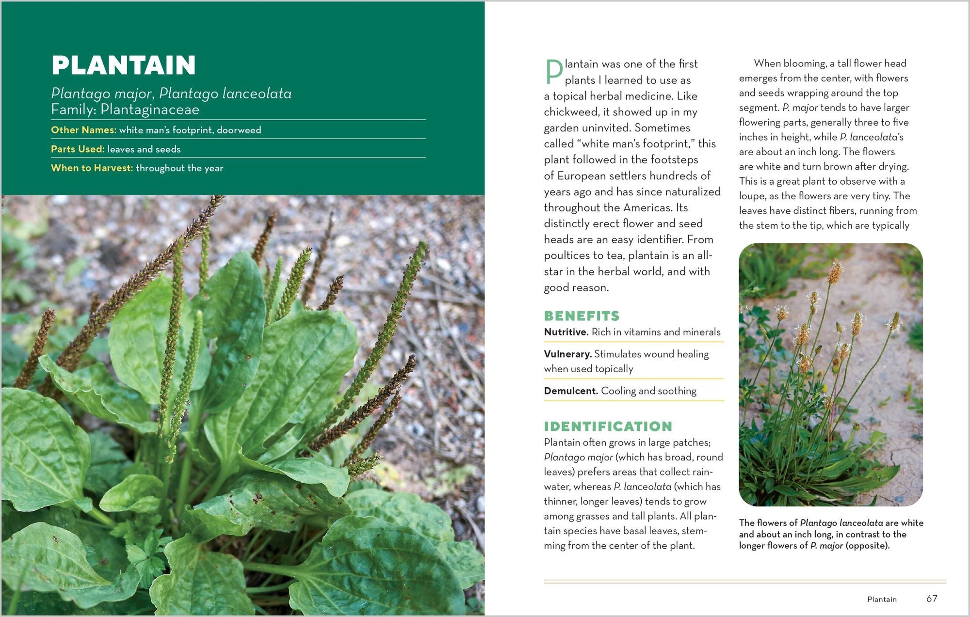 How to Forage for Medicinal Plants without Dying: An Absolute Beginner's Guide to Identifying 32 Healing Wild Herbs