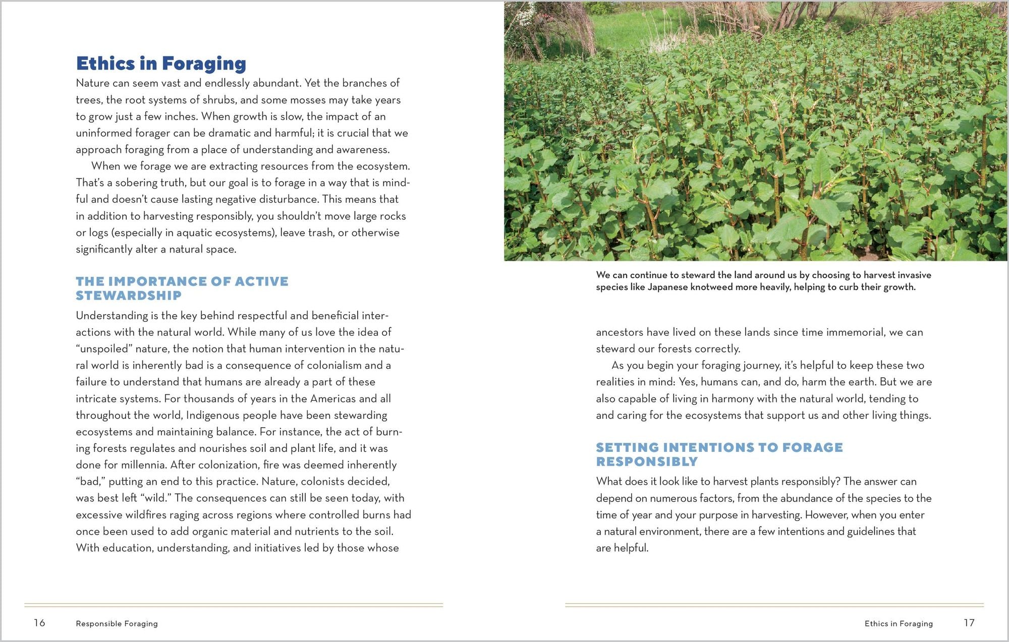 How to Forage for Medicinal Plants without Dying: An Absolute Beginner's Guide to Identifying 32 Healing Wild Herbs