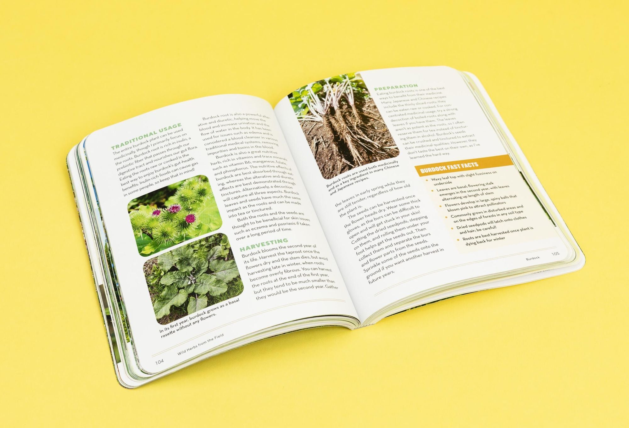How to Forage for Medicinal Plants without Dying: An Absolute Beginner's Guide to Identifying 32 Healing Wild Herbs