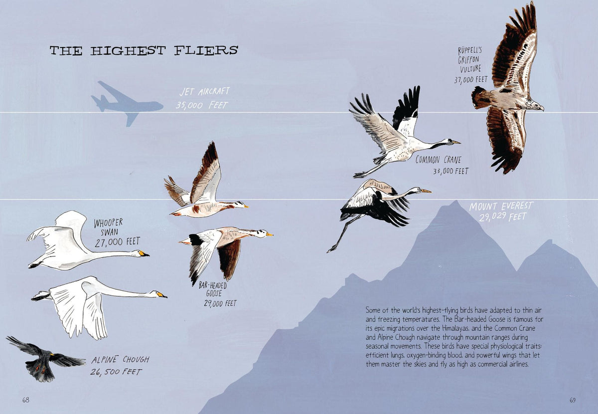 Bird Anatomy: The Curious Lives of the World's Feathered Creatures