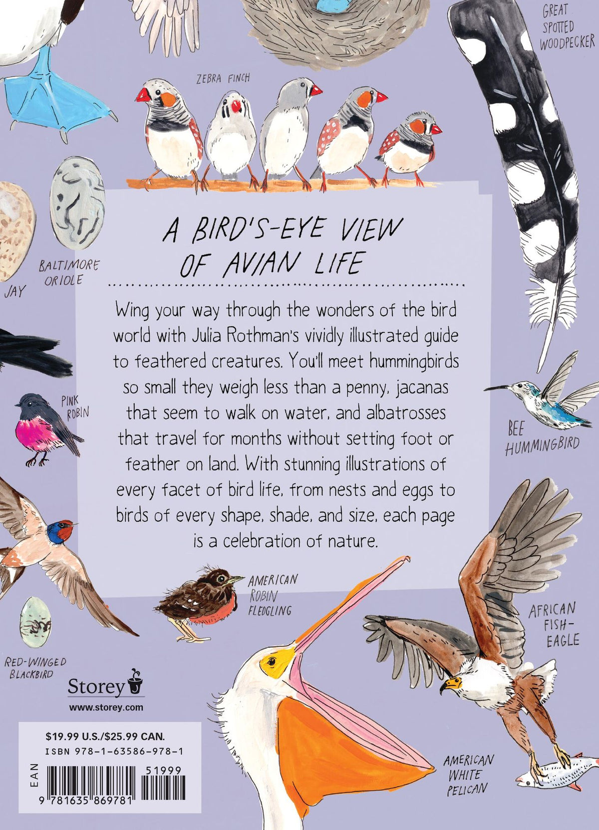 Bird Anatomy: The Curious Lives of the World's Feathered Creatures