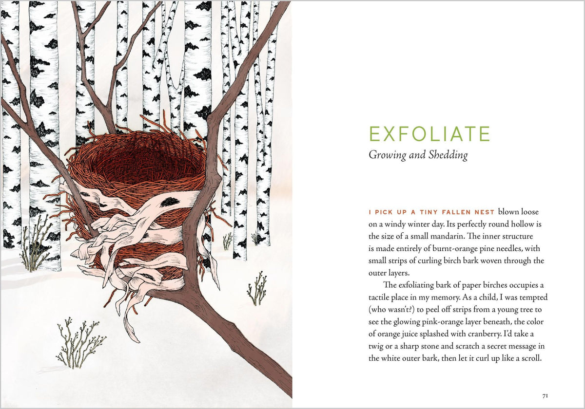 A Forest Language: Words That Illuminate the Astonishing World of Trees