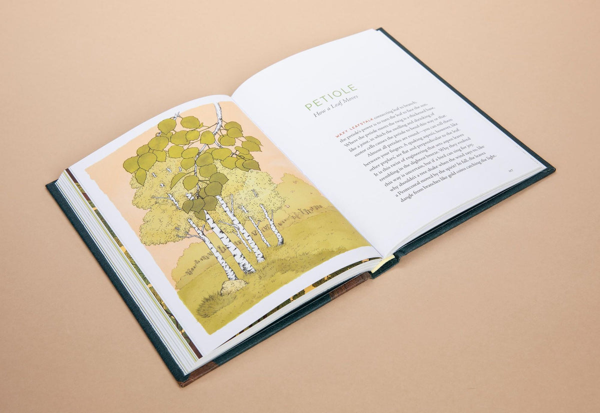 A Forest Language: Words That Illuminate the Astonishing World of Trees