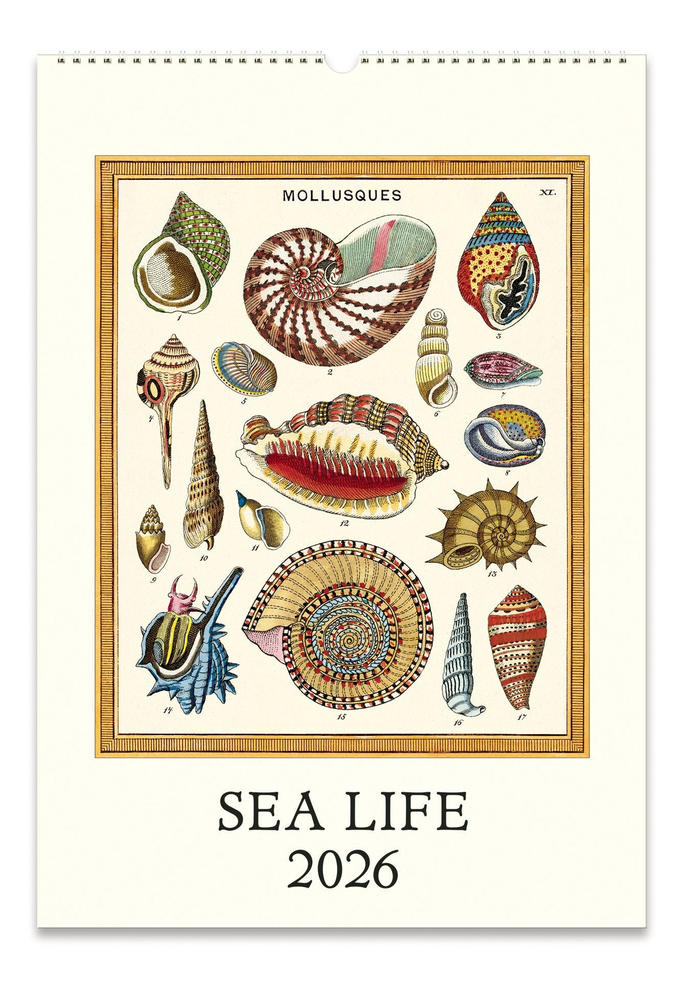 2026 Cavallini Sea Life Wall Calendar