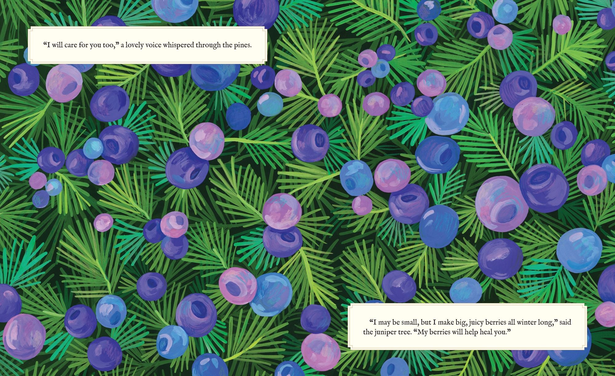 Why Evergreens Keep Their Leaves
