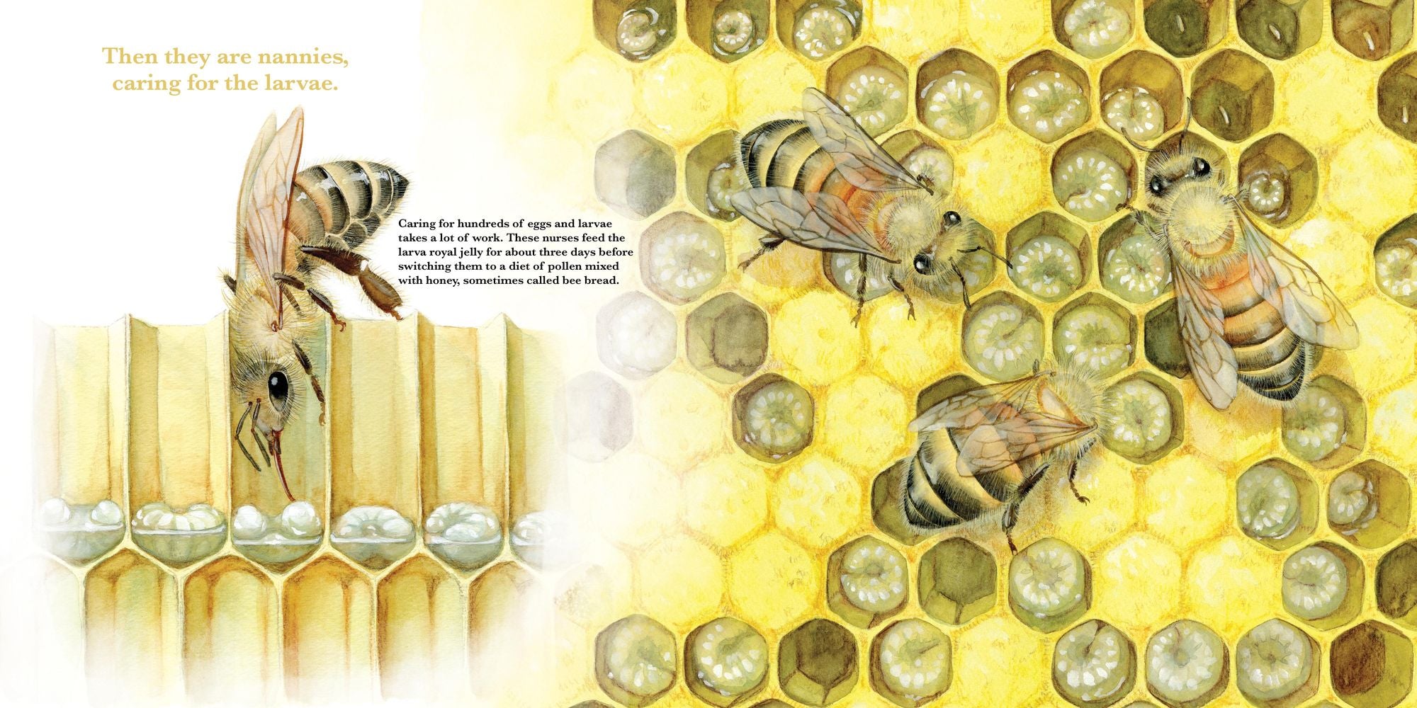 They Work: Honey Bees, Nature's Pollinators