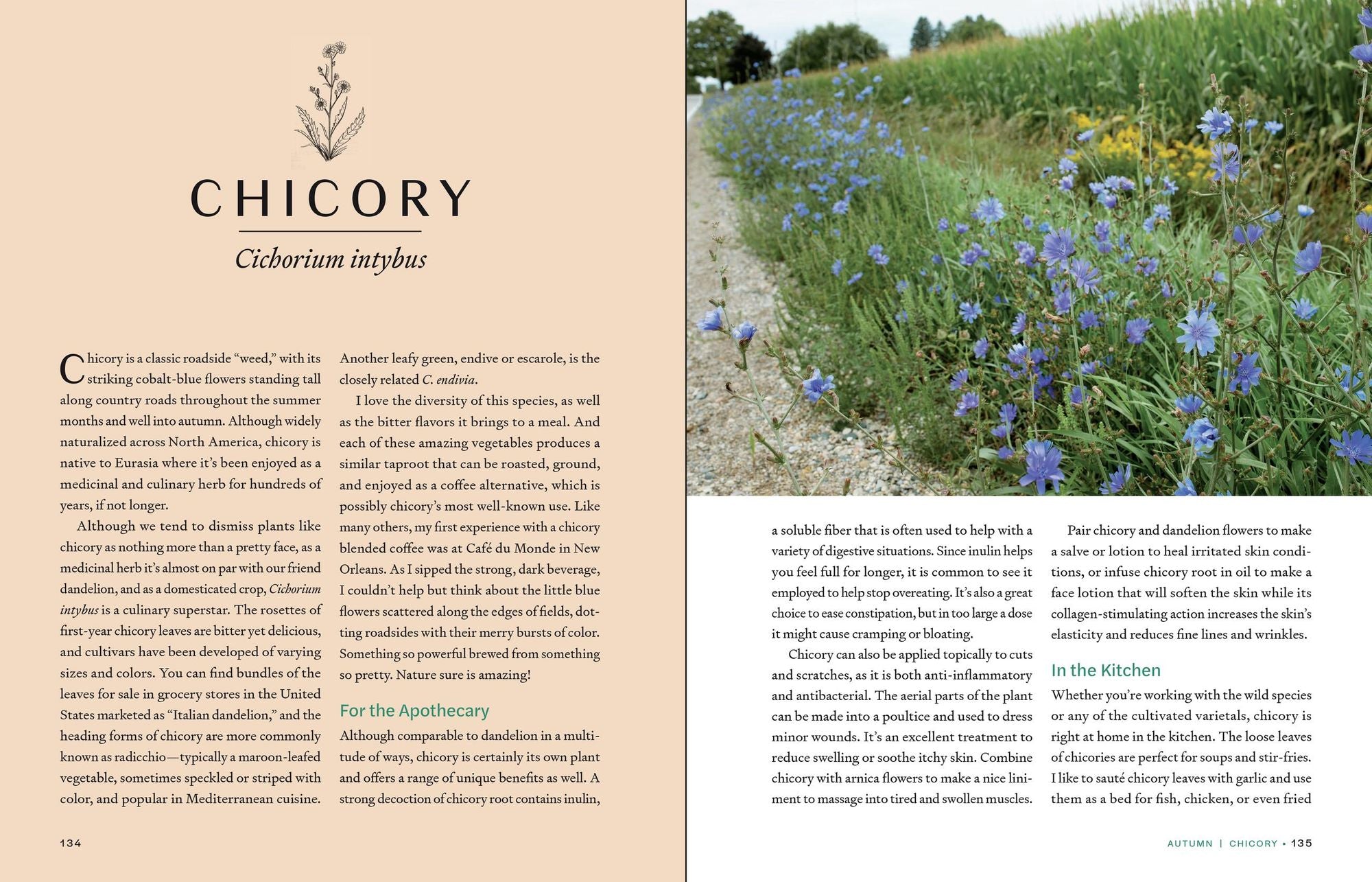 Herbs in Every Season: 48 Edible and Medicinal Herbs for the Kitchen, Garden, and Apothecary