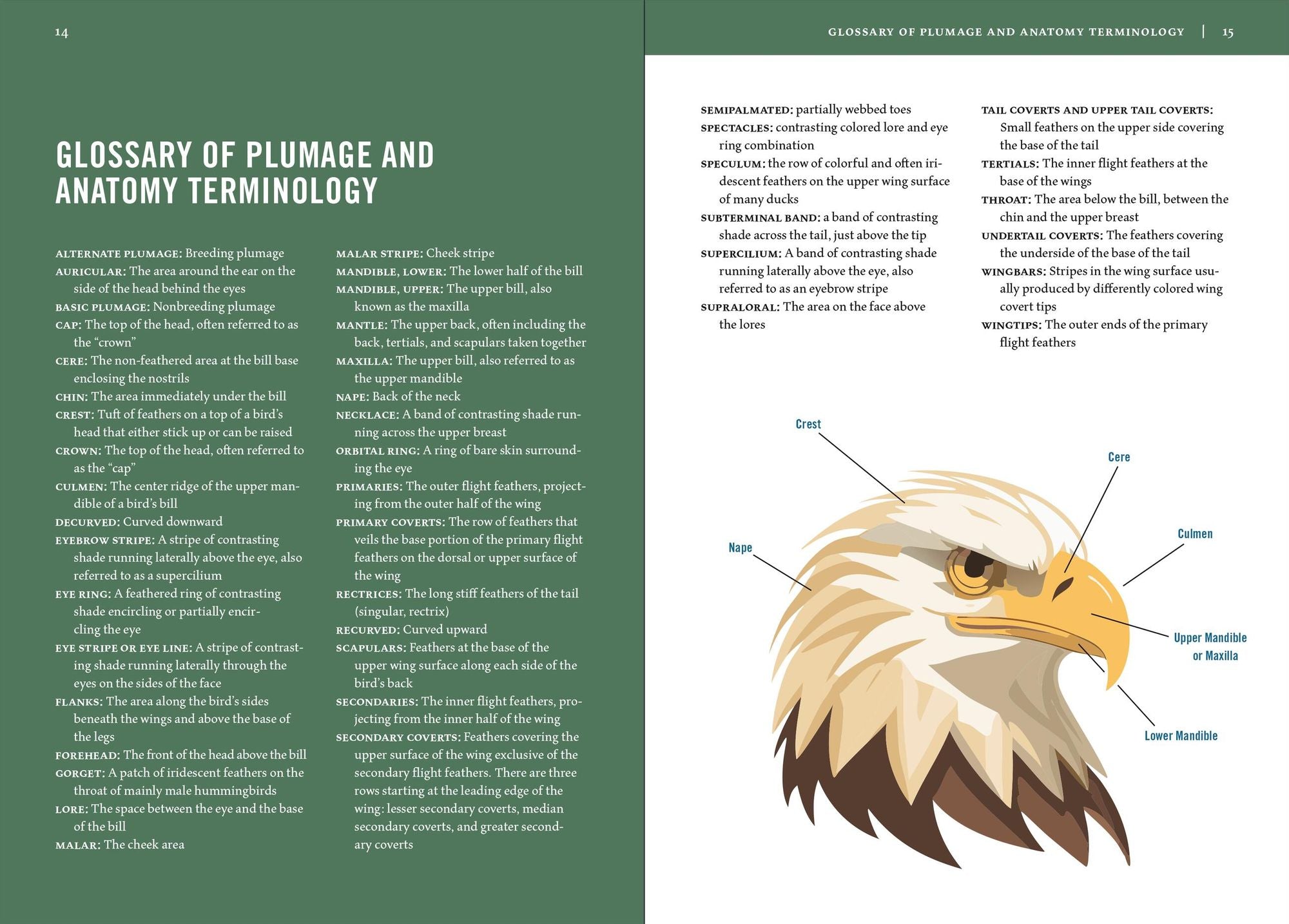 Birds of Texas: A Timber Press Field Guide