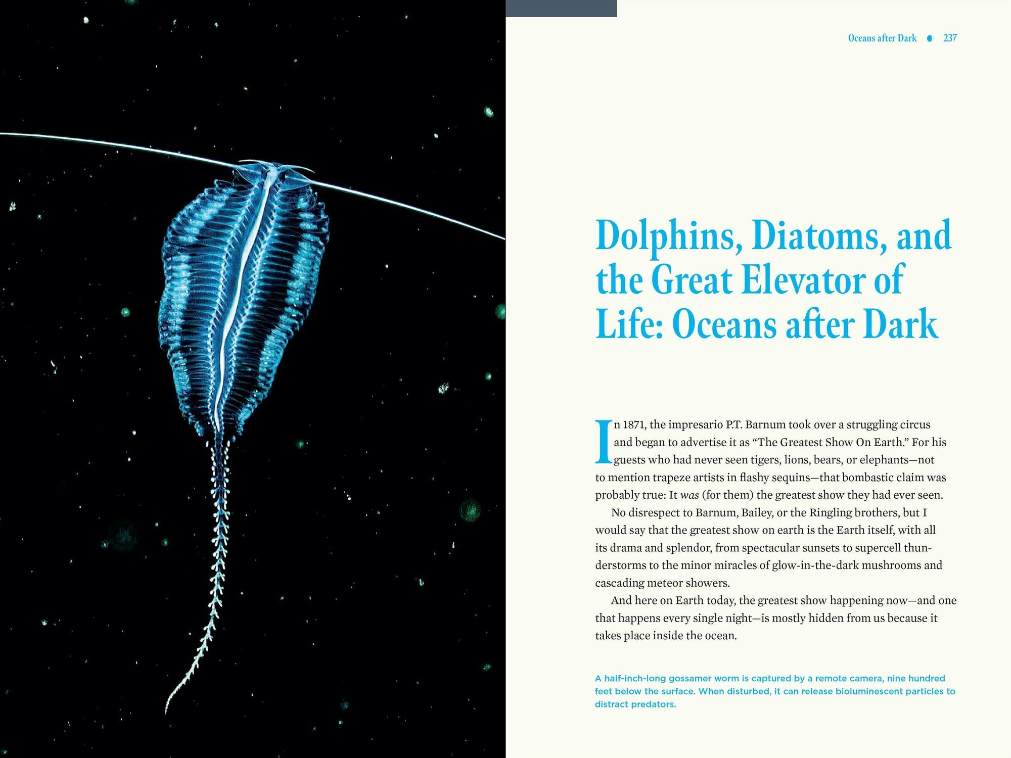 Nature at Night: Discover the Hidden World That Comes Alive after Dark