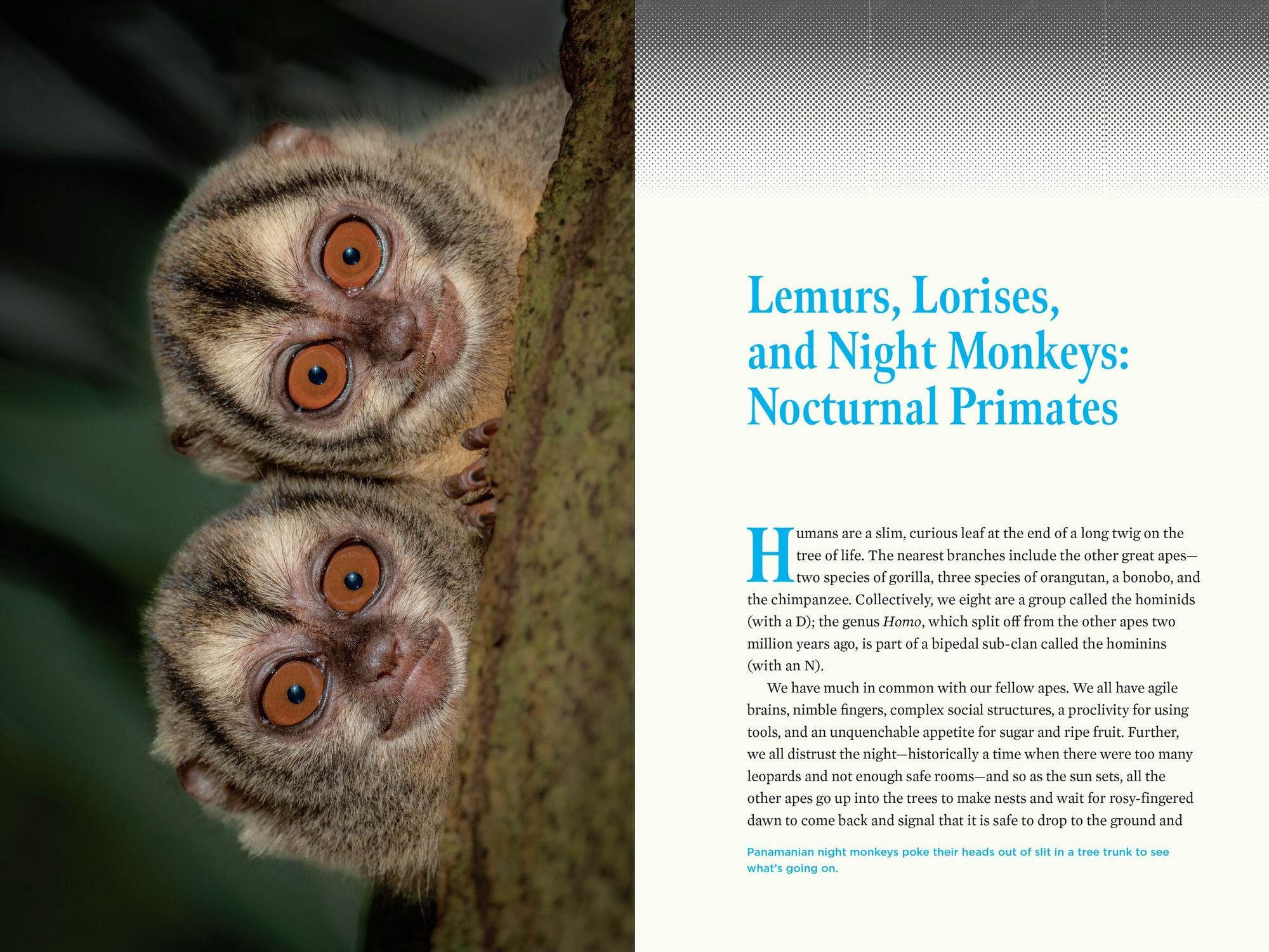 Nature at Night: Discover the Hidden World That Comes Alive after Dark