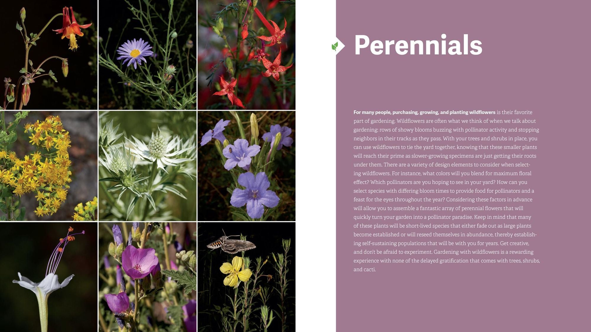 The Southwest Native Plant Primer: 235 Plants for an Earth-Friendly Garden