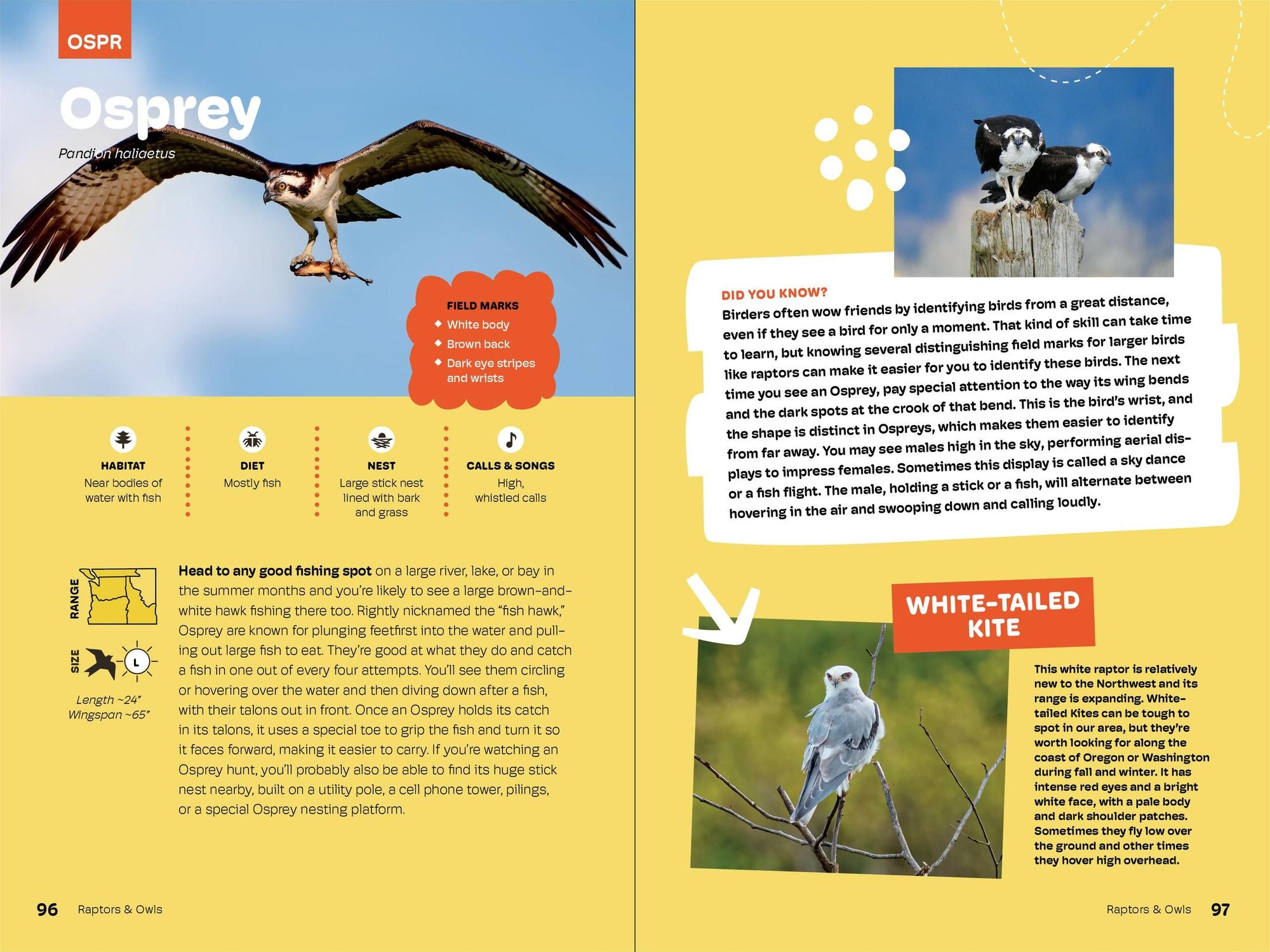 Birds of the Pacific Northwest For Kids