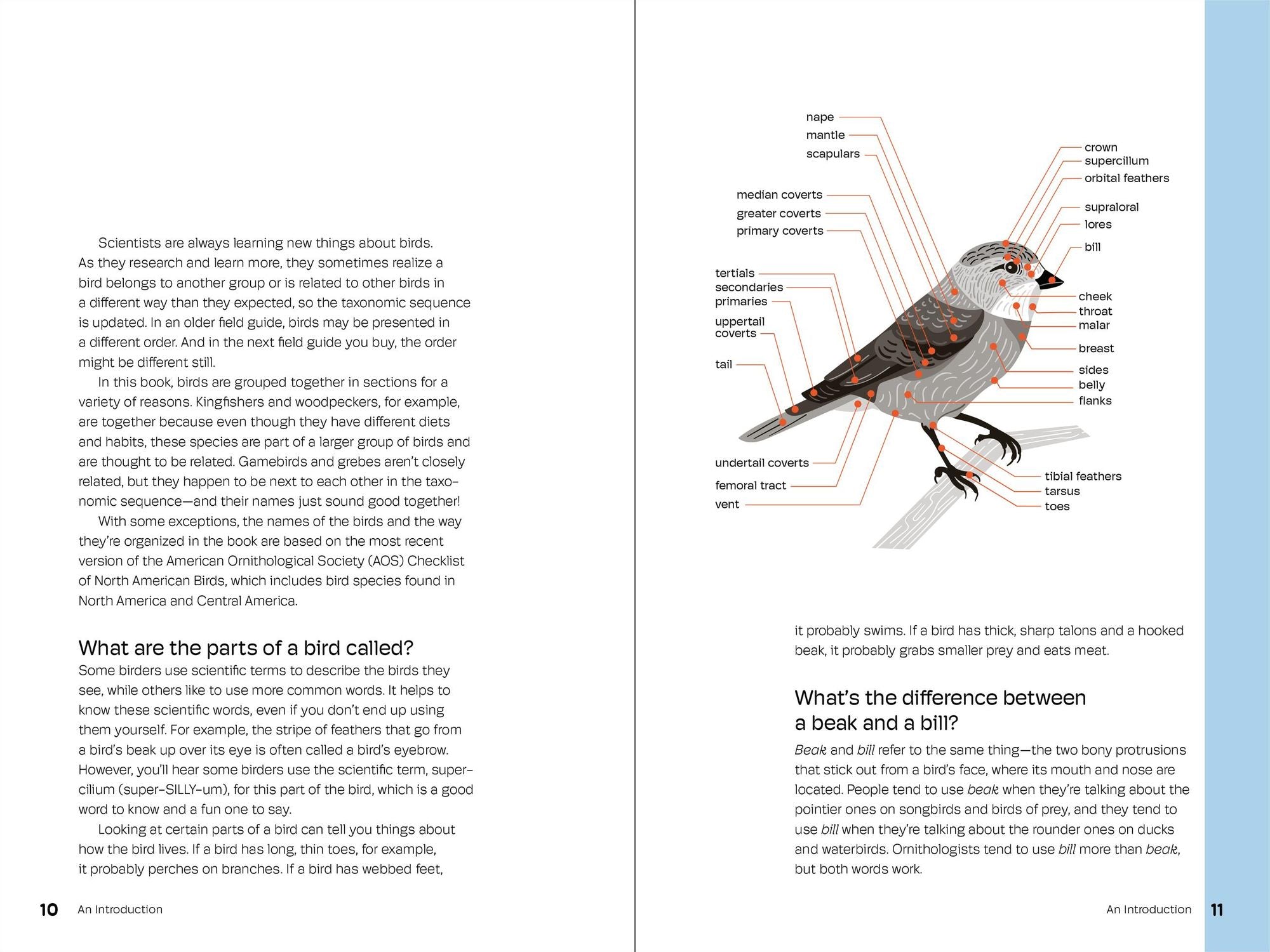 Birds of the Pacific Northwest For Kids