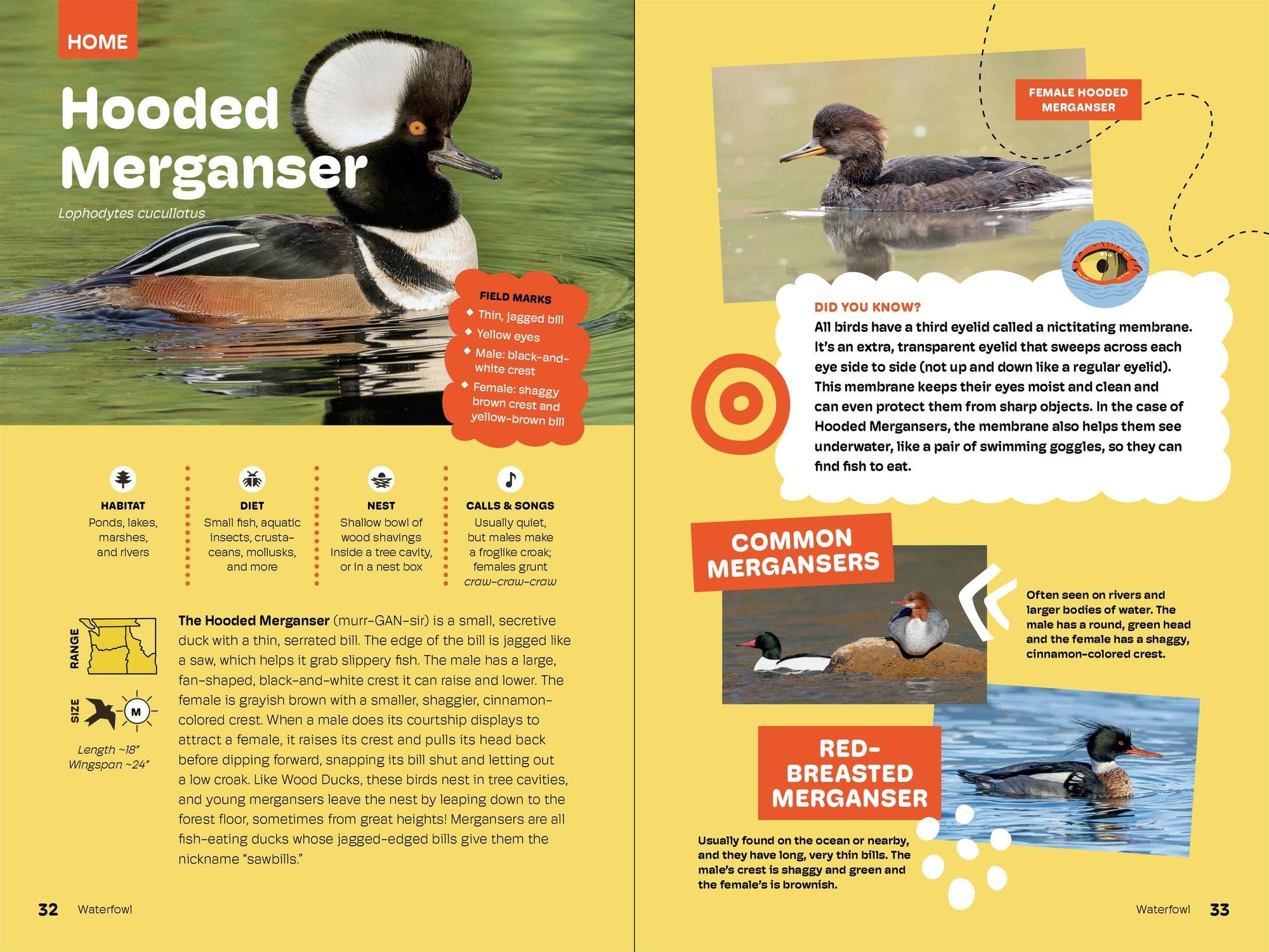 Birds of the Pacific Northwest For Kids
