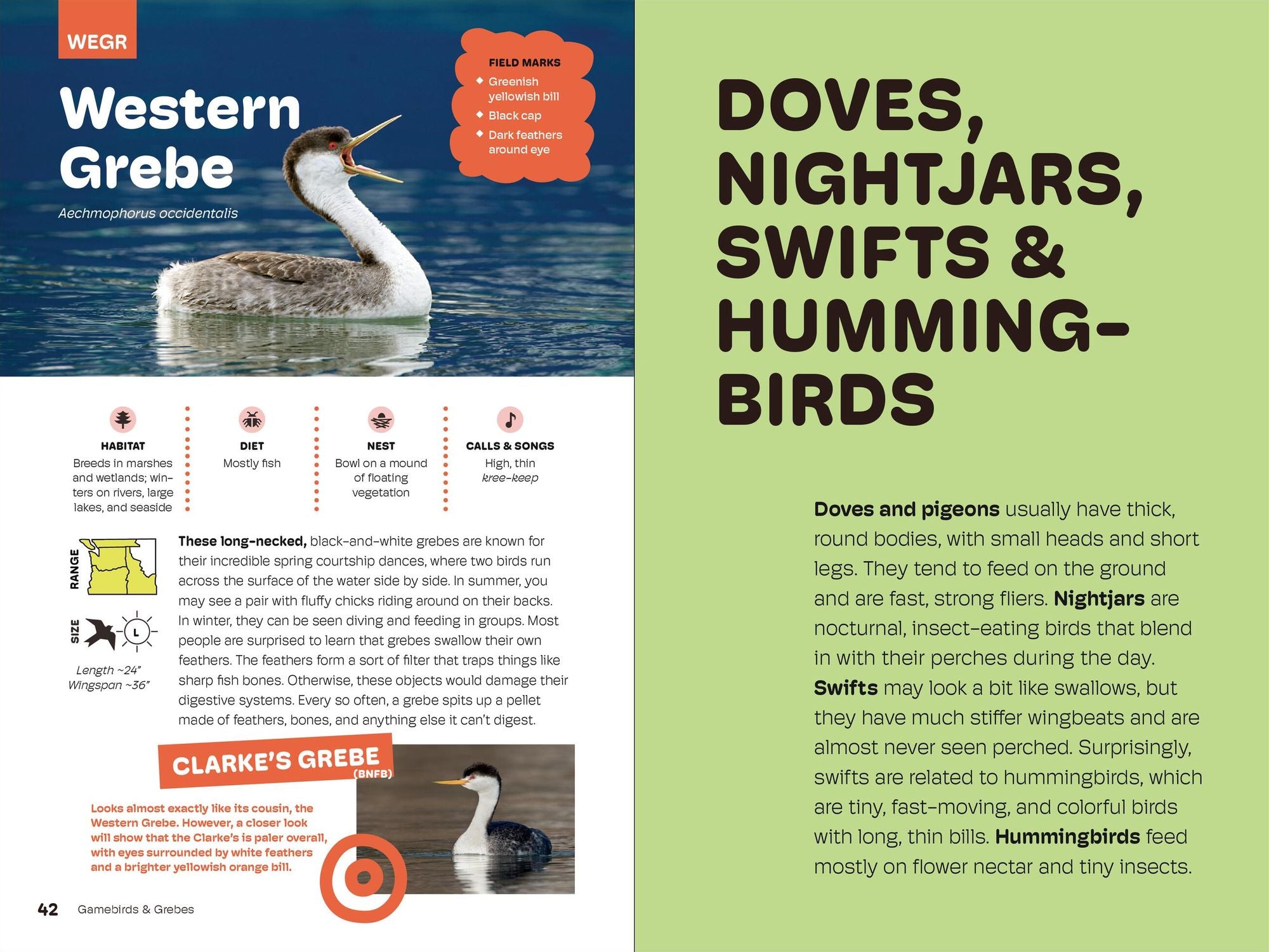 Birds of the Pacific Northwest For Kids