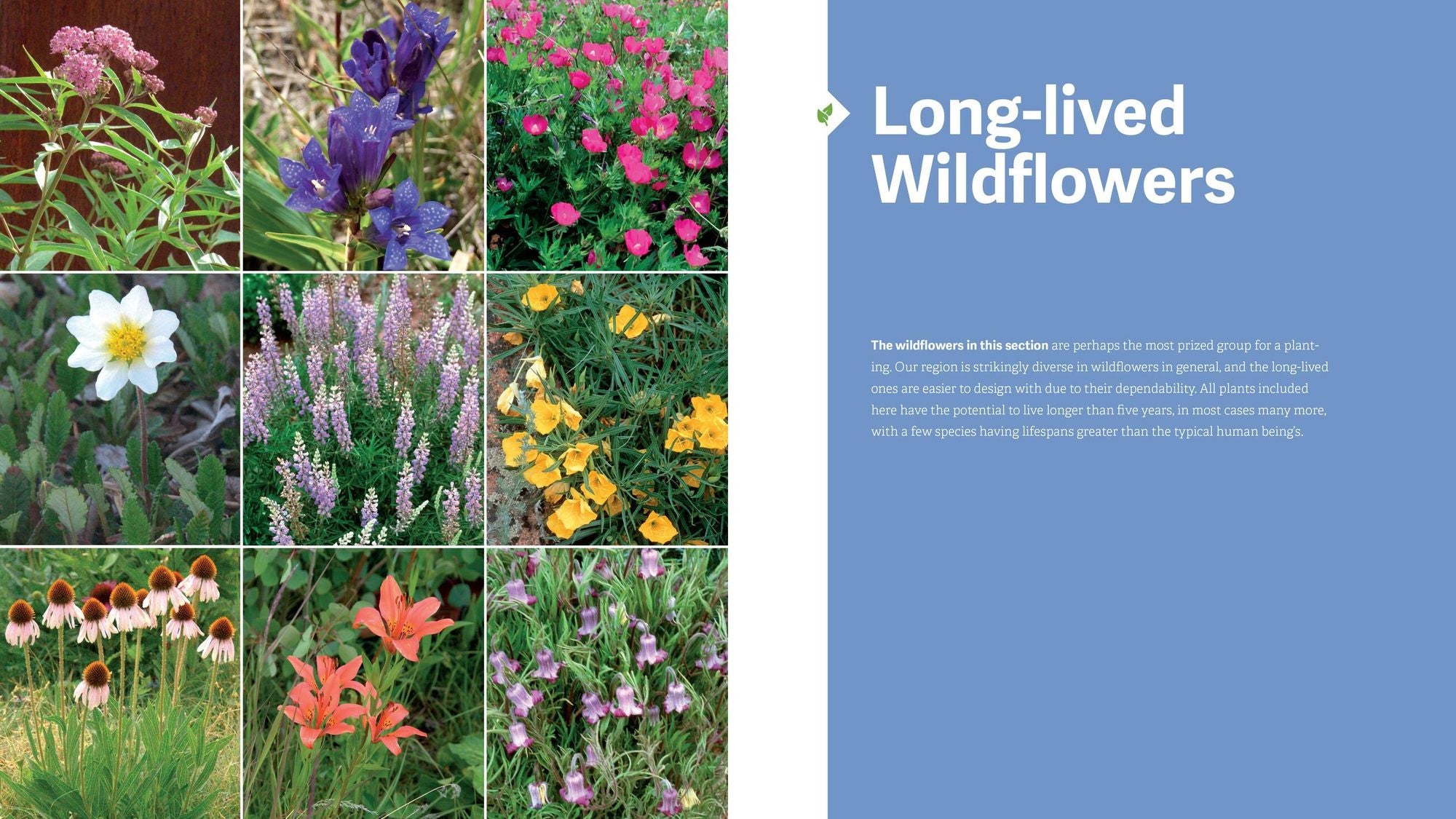 The Rocky Mountain Native Plant Primer: 225 Plants for an Earth-Friendly Garden