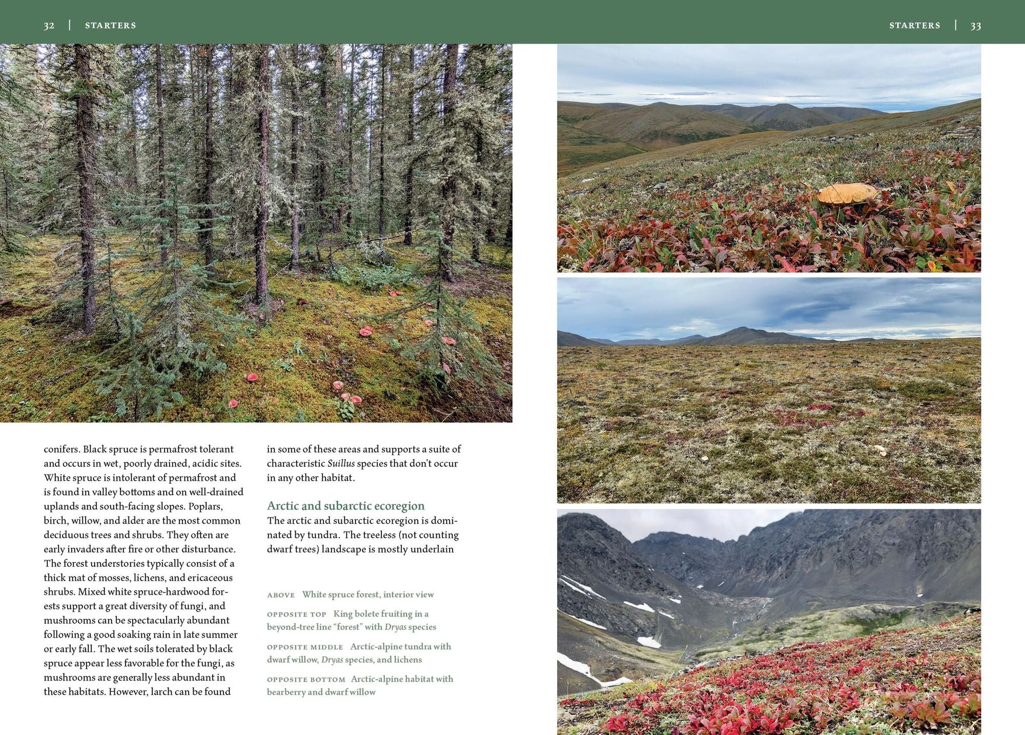 Mushrooms of Alaska