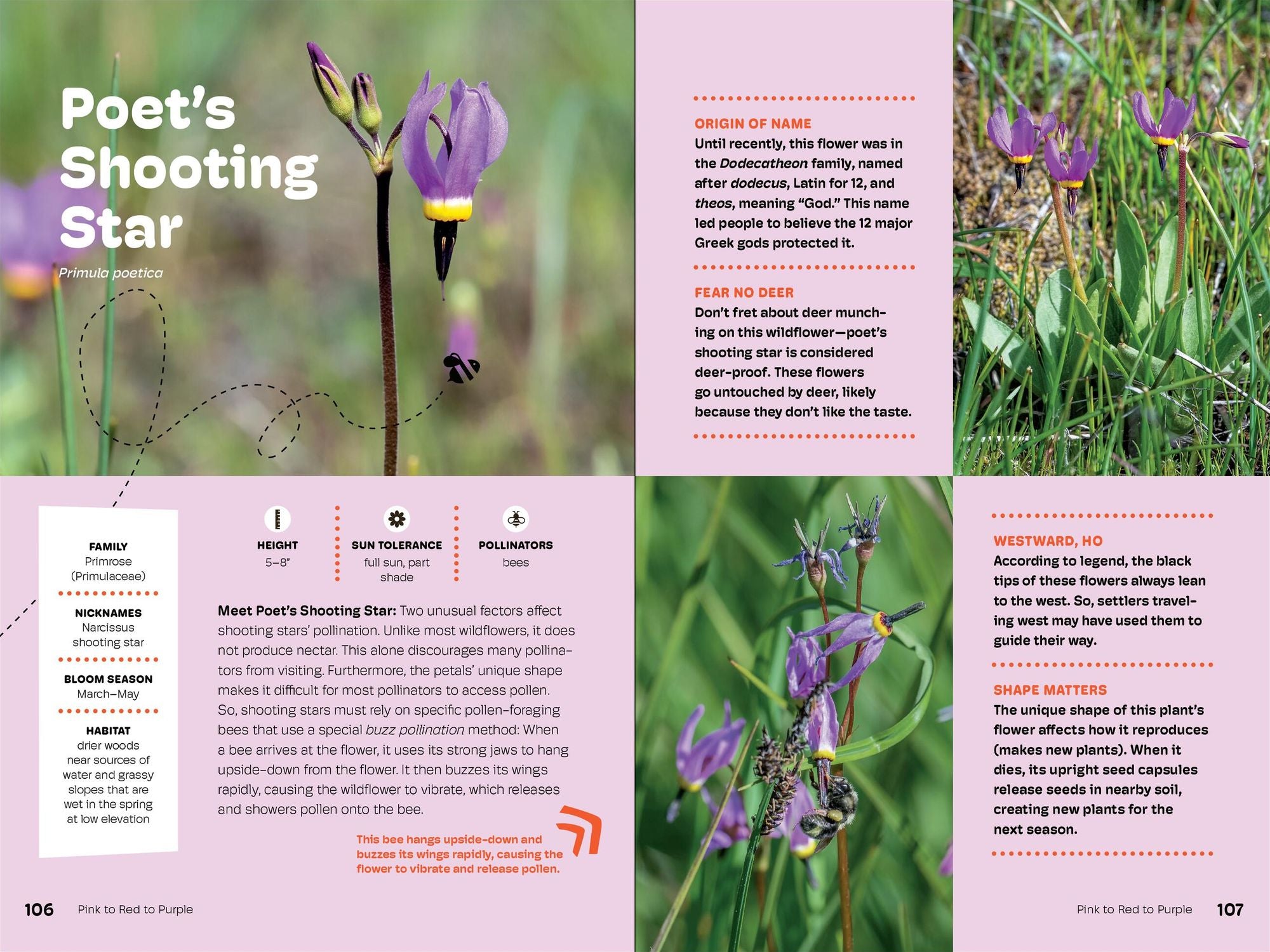 Wildflowers of the Pacific Northwest For Kids
