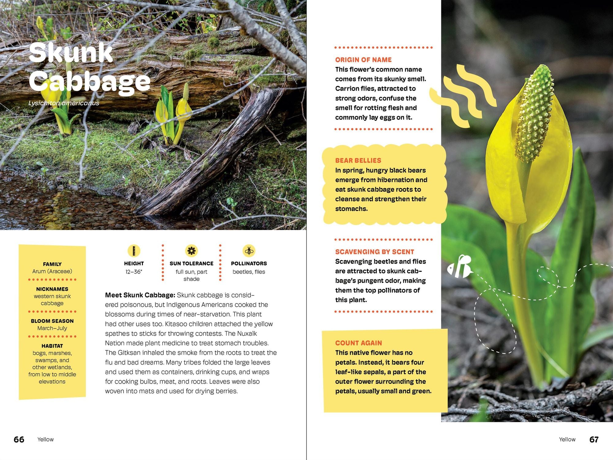 Wildflowers of the Pacific Northwest For Kids