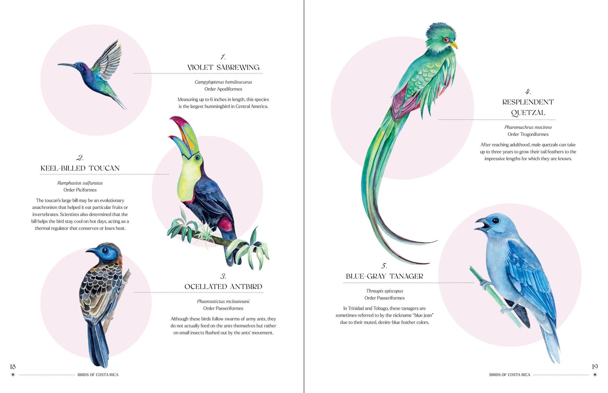 The Illuminated Book of Birds