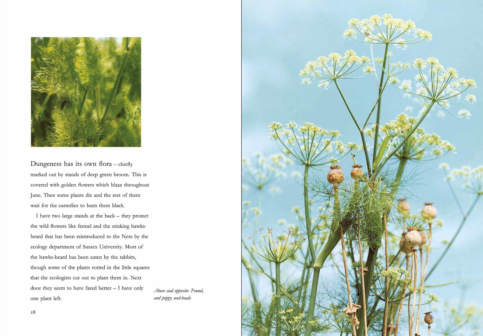 Derek Jarman's Garden: 30th Anniversary Edition