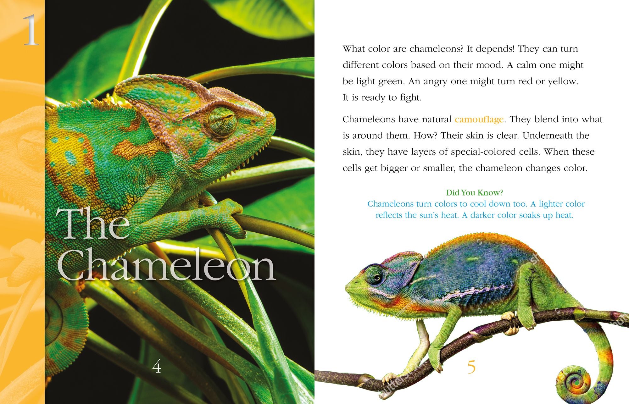 Super-Camouflaged Animals
