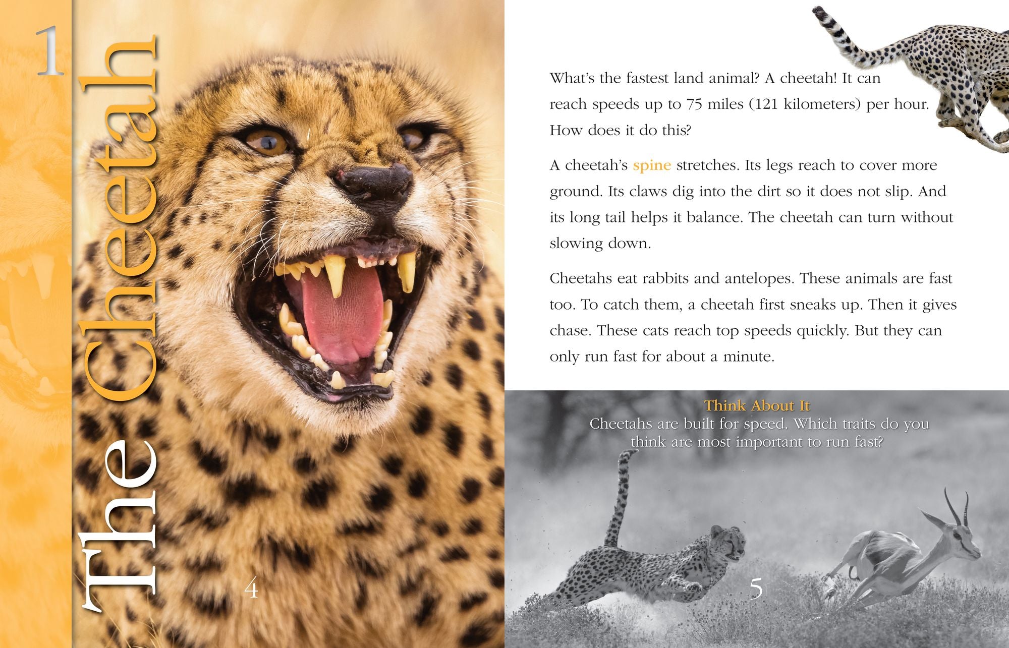 Super-Fast Animals