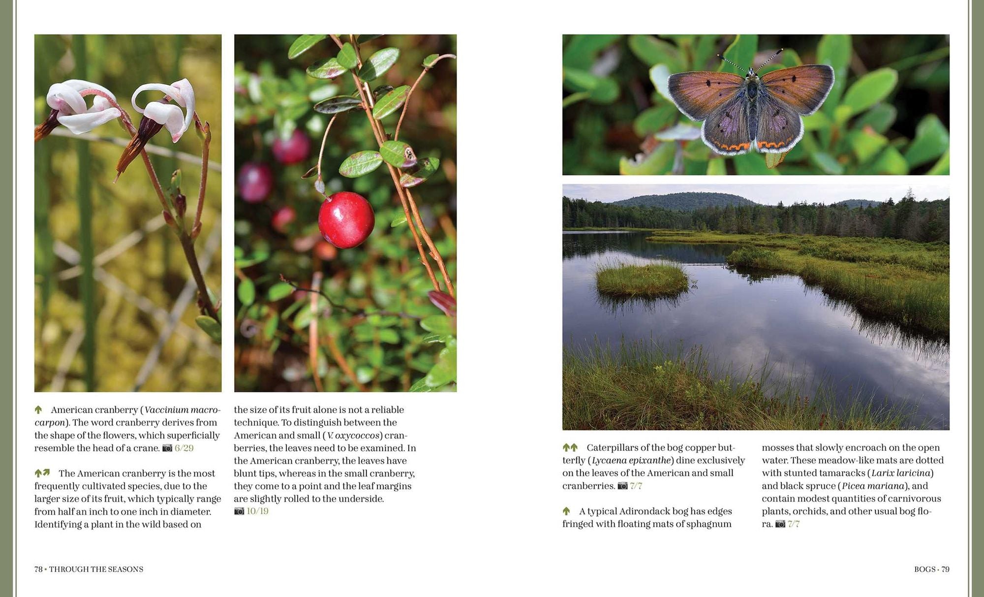 Through the Seasons: A Botanical Odyssey of the Native Plants of the Northeast