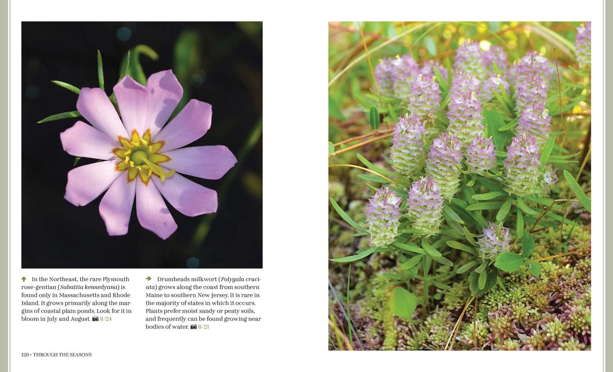 Through the Seasons: A Botanical Odyssey of the Native Plants of the Northeast