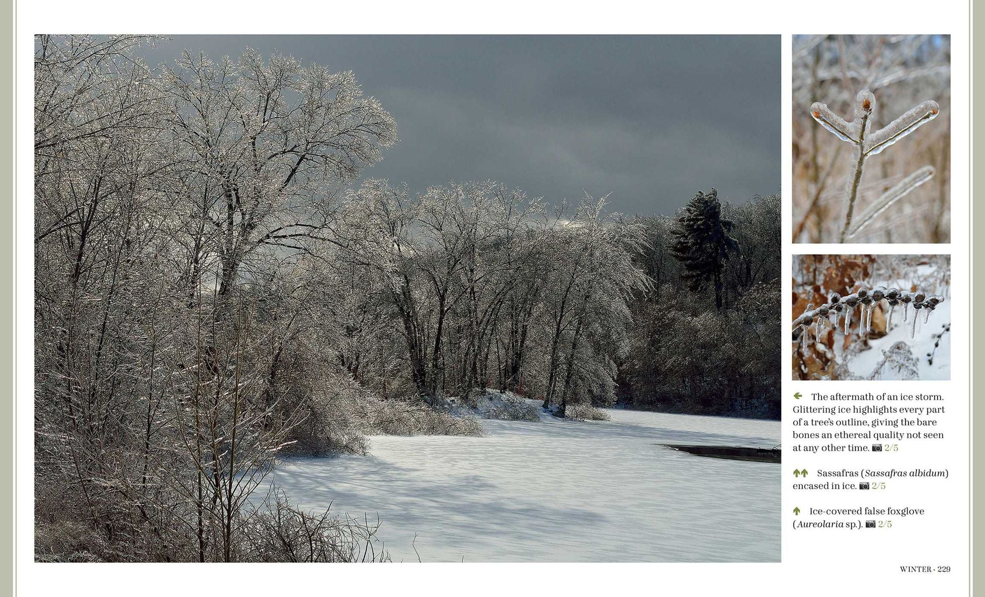 Through the Seasons: A Botanical Odyssey of the Native Plants of the Northeast