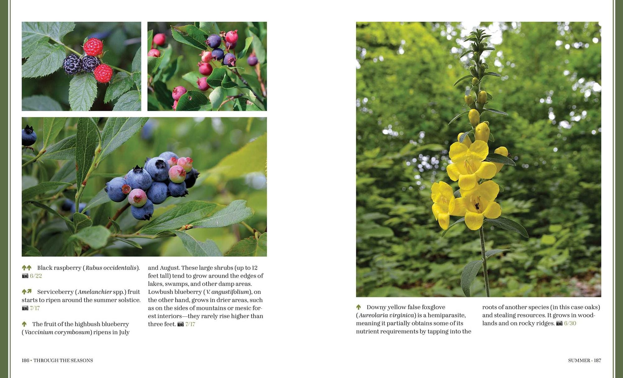 Through the Seasons: A Botanical Odyssey of the Native Plants of the Northeast