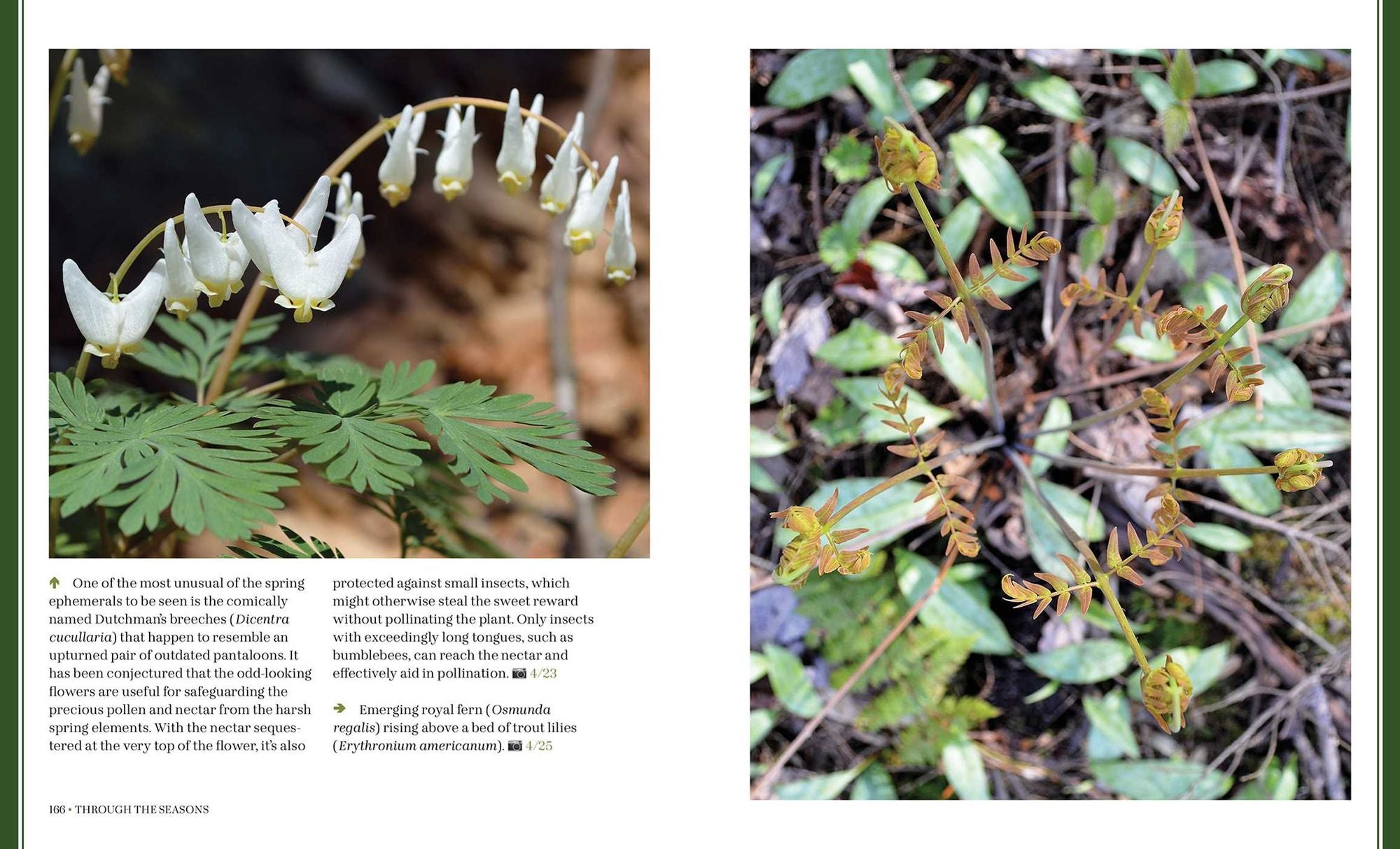 Through the Seasons: A Botanical Odyssey of the Native Plants of the Northeast