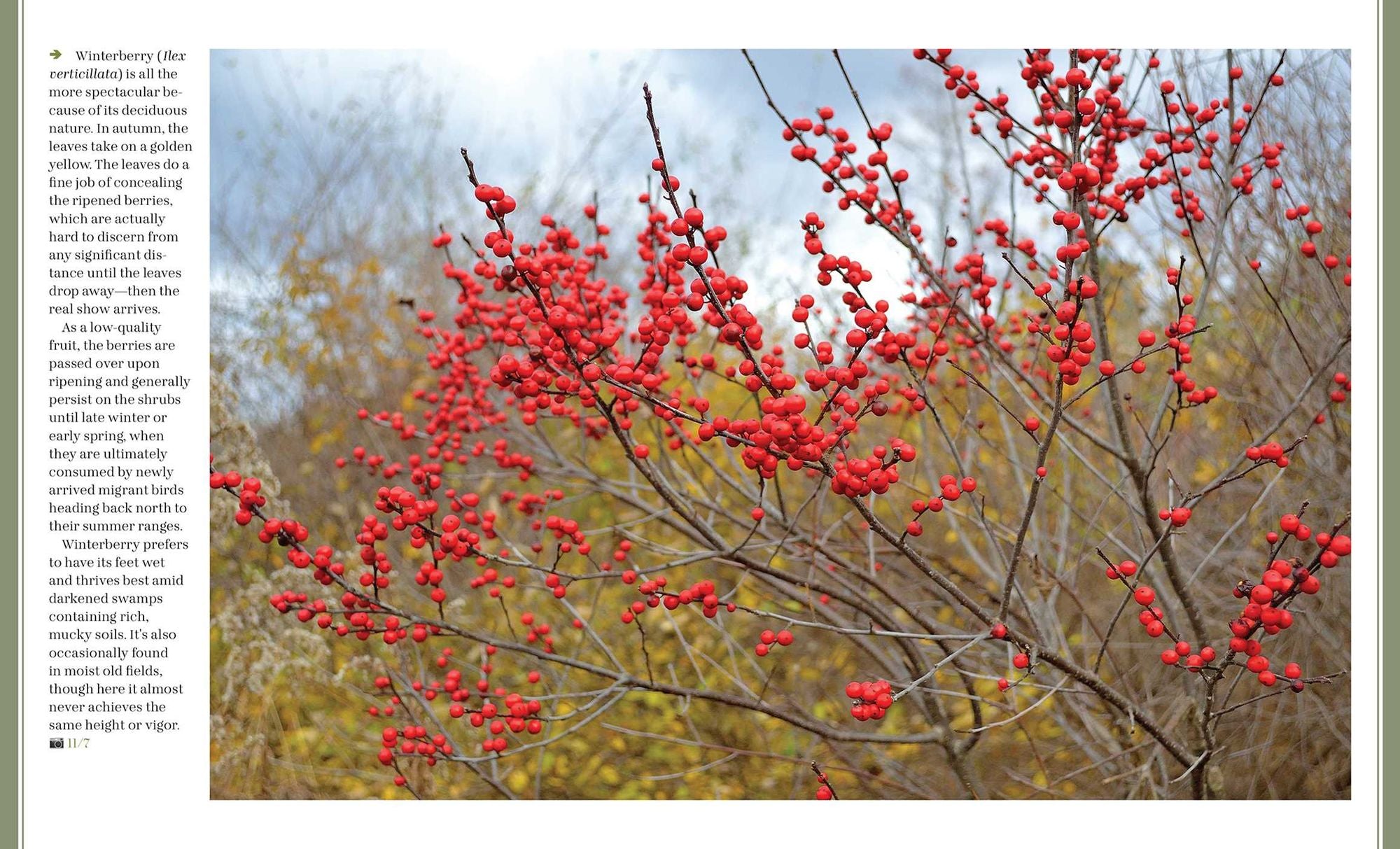 Through the Seasons: A Botanical Odyssey of the Native Plants of the Northeast