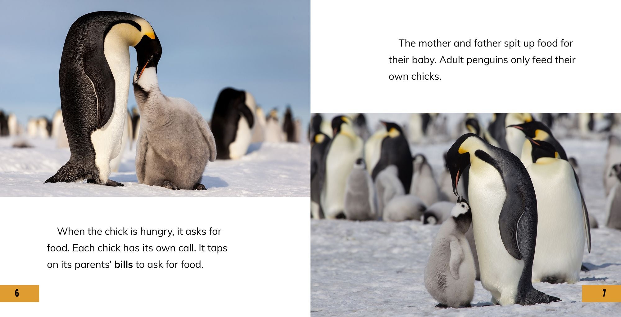 All About Baby Penguins