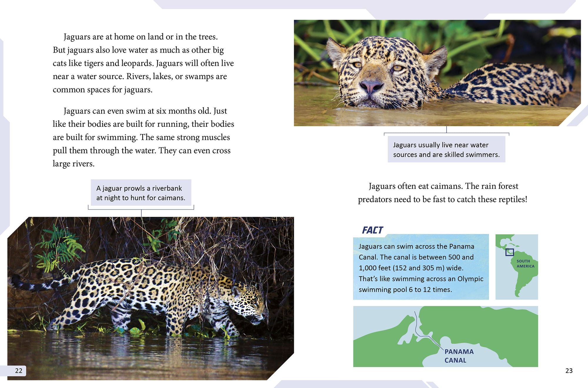 Jaguar vs. Crocodile