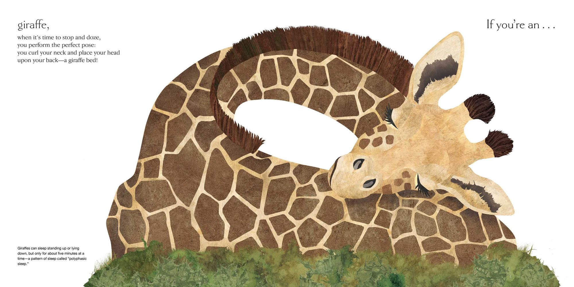 Sleepy: Surprising Ways Animals Snooze