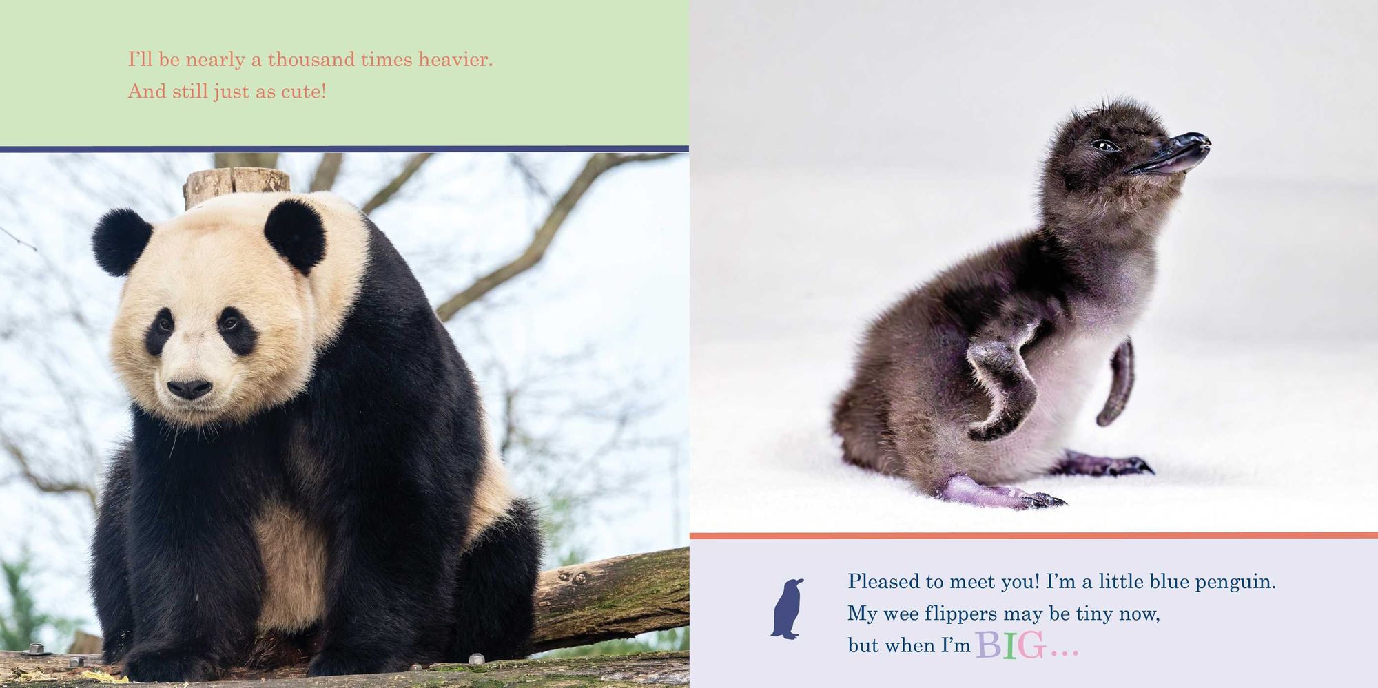 ZooBorns! When I'm Big